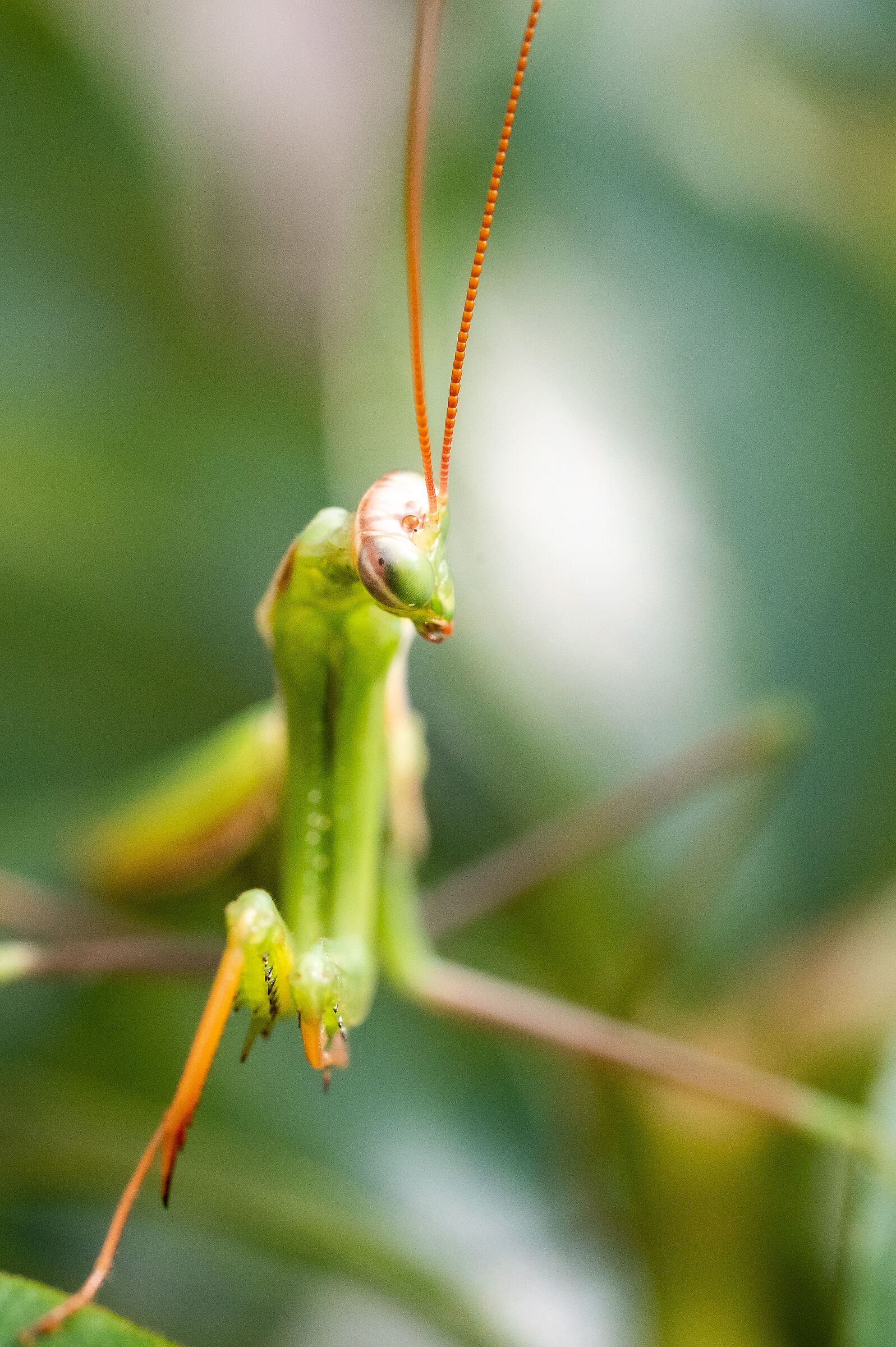 Praying mantis