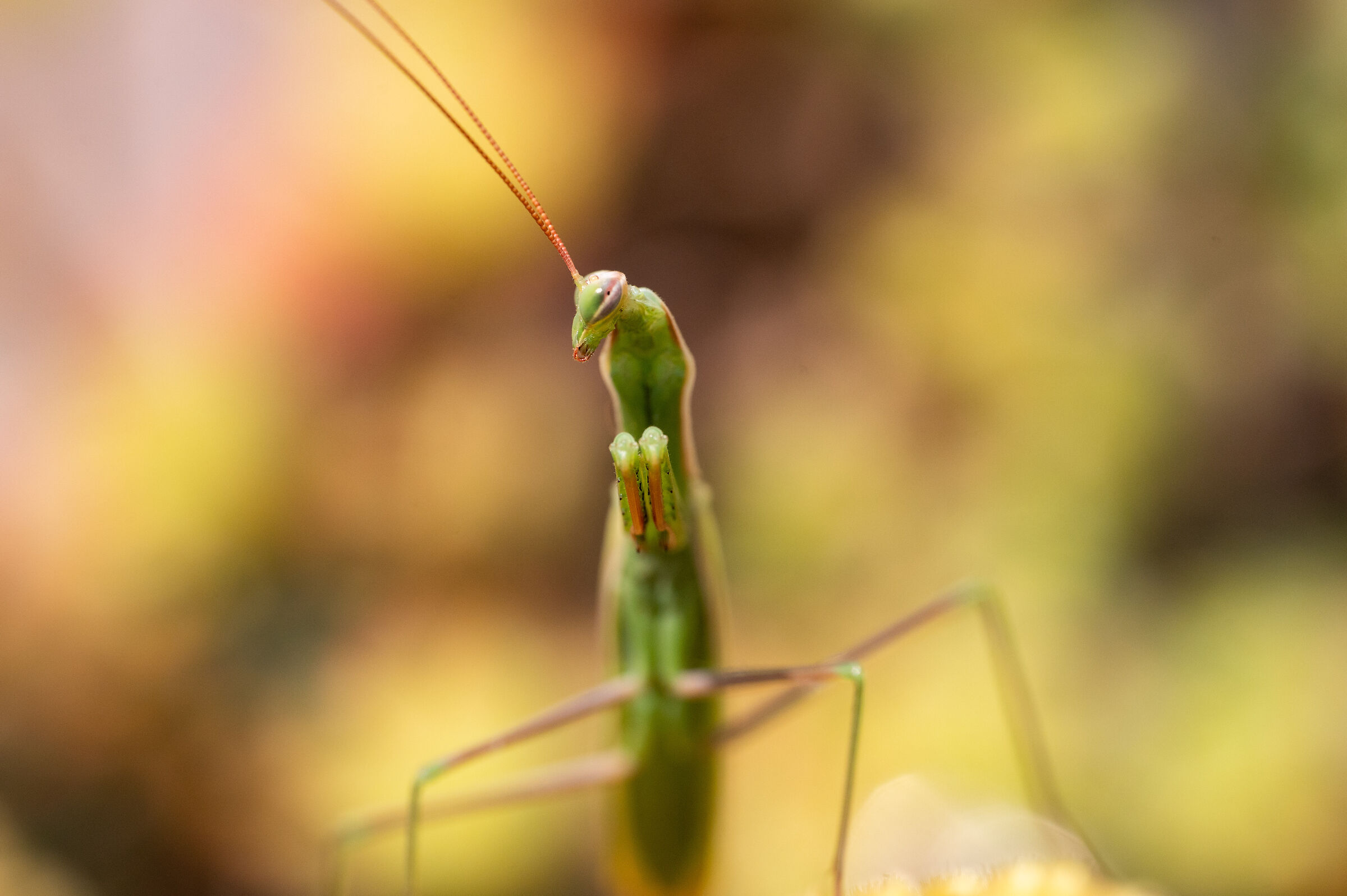 Praying mantis