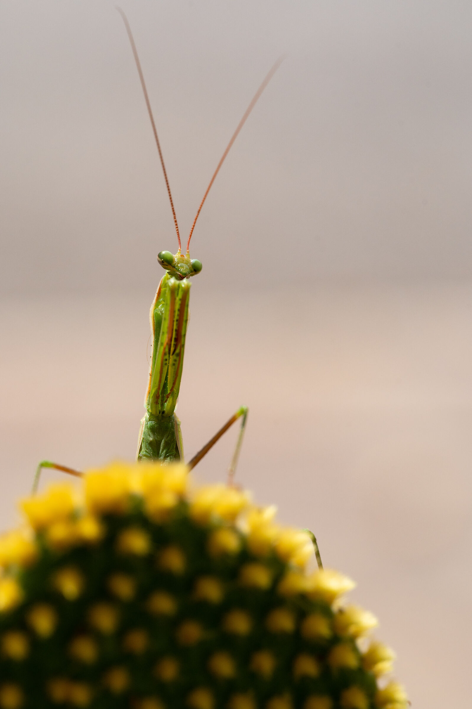 Praying mantis