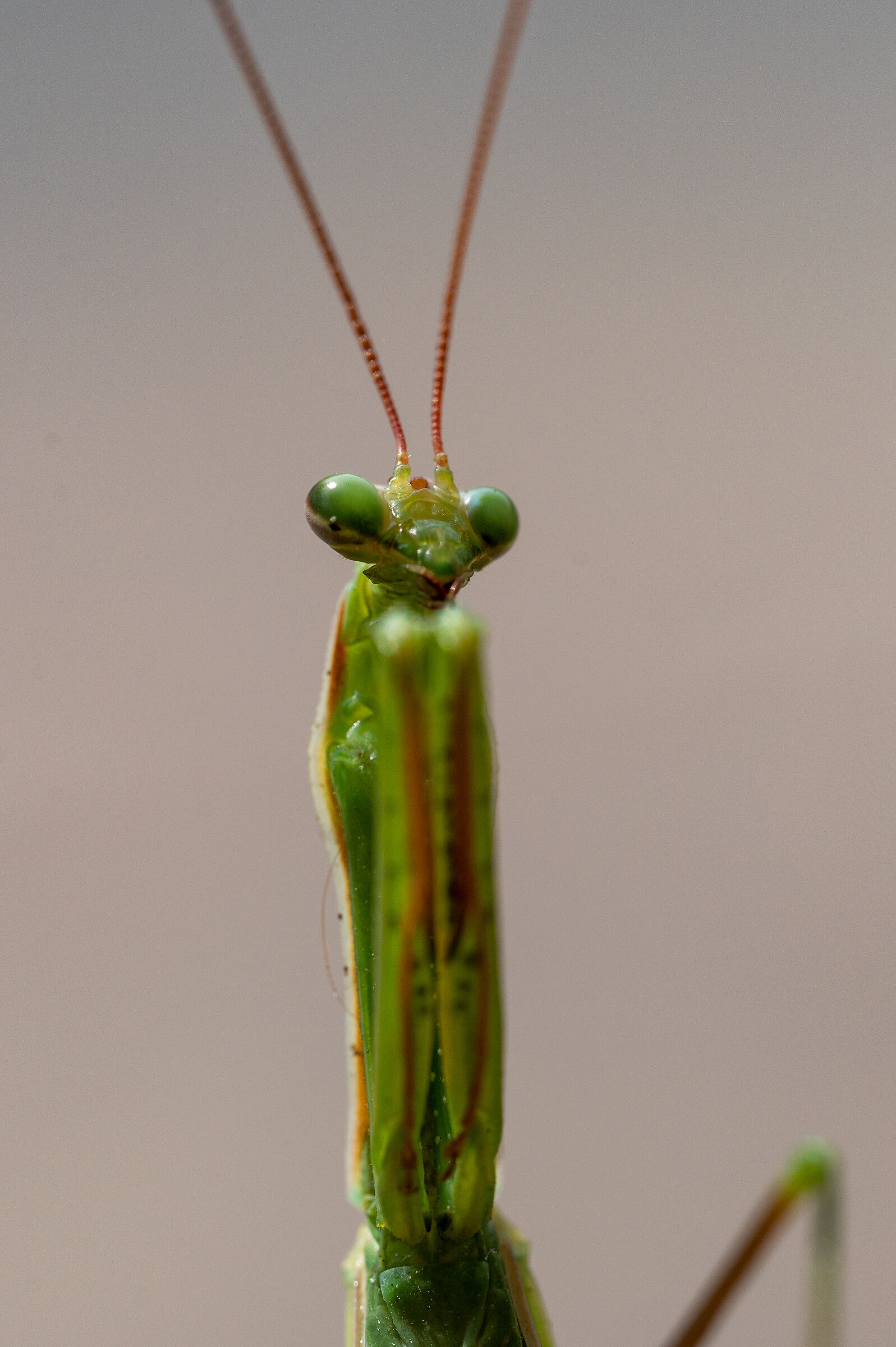 Praying mantis