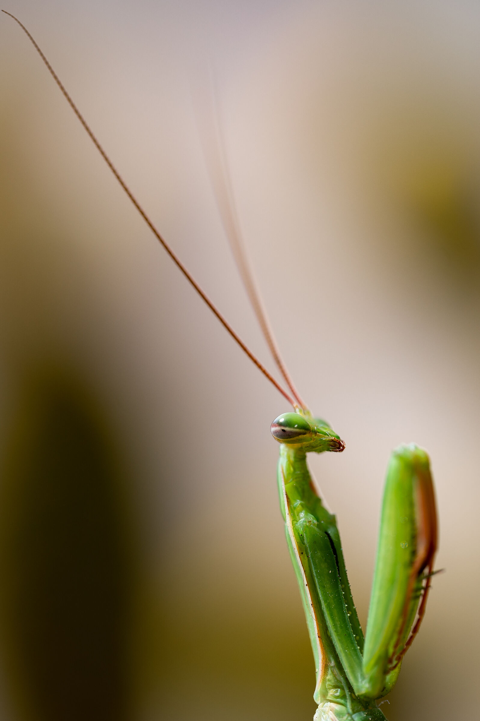 Praying mantis