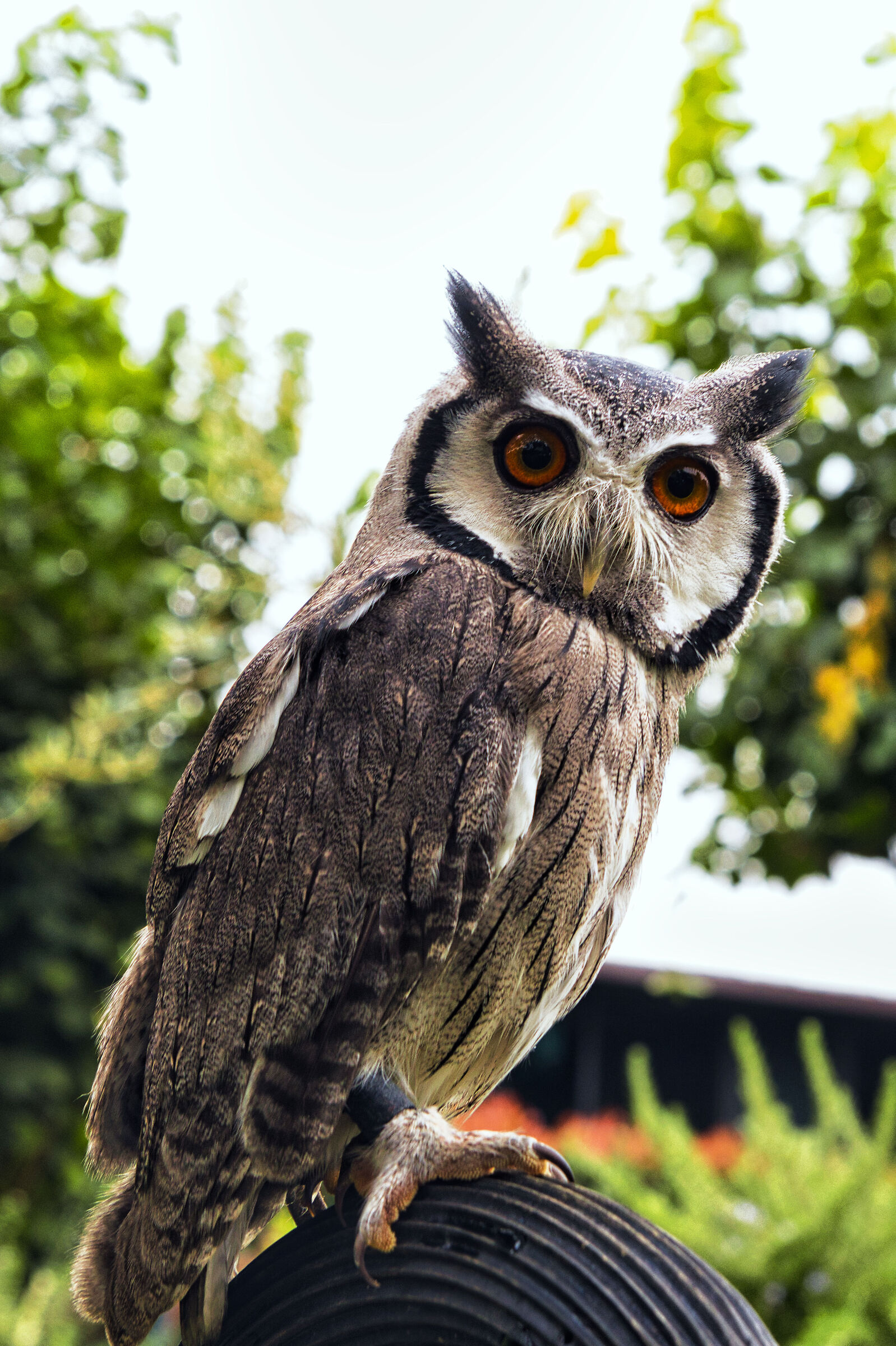 Gufetto Canon 90D Tamron 17/50