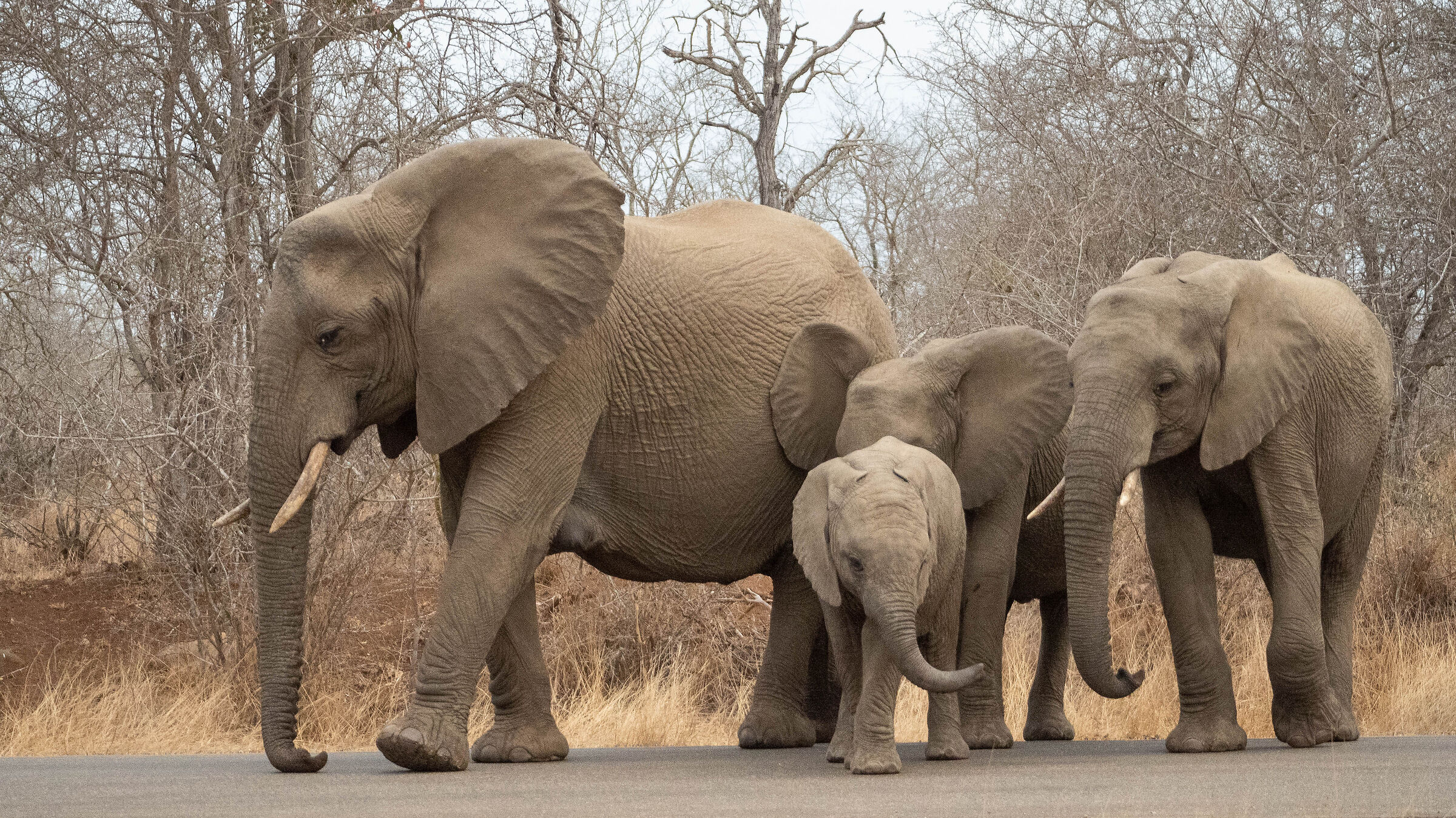Family walks