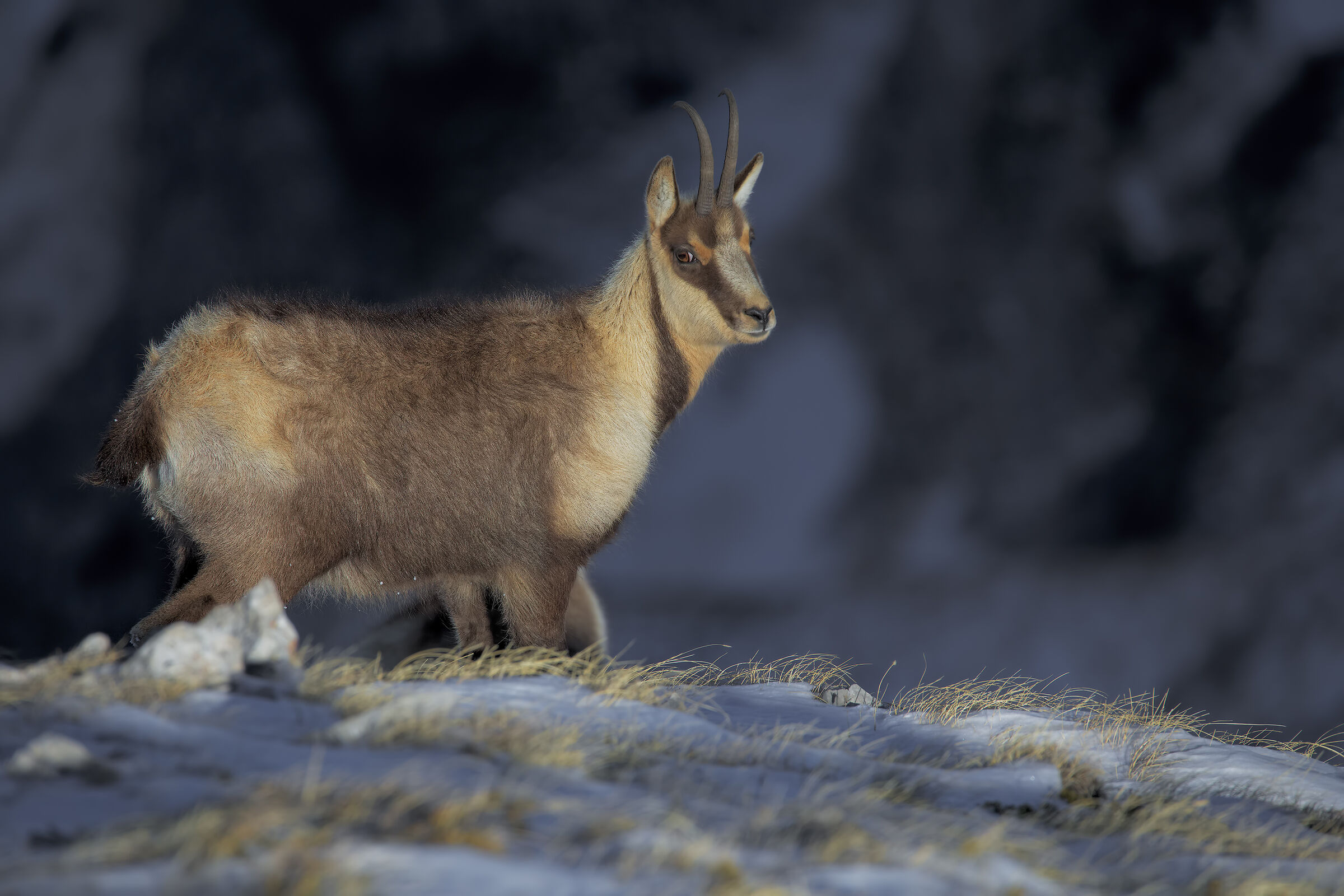 Camoscio appenninico