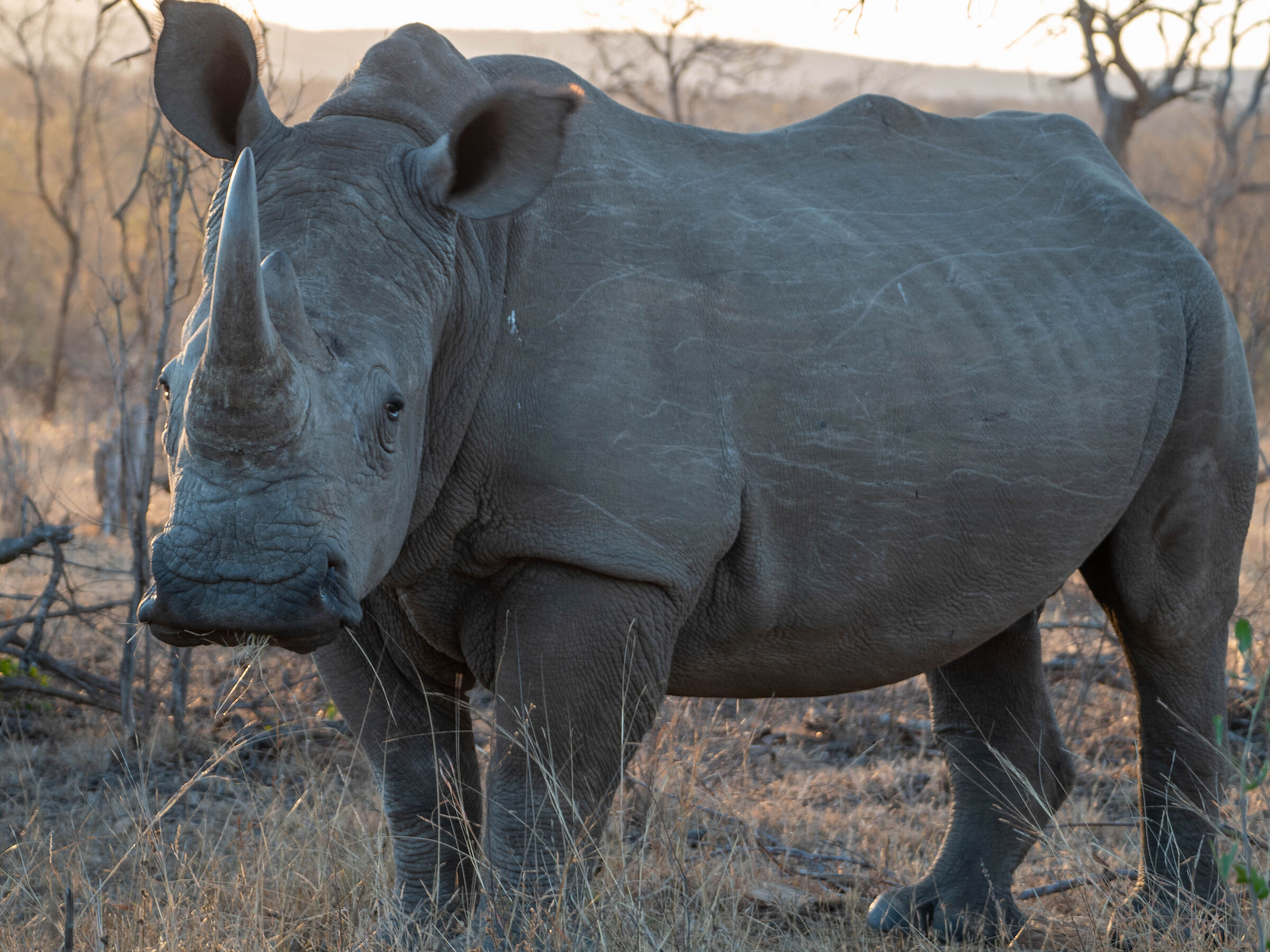 stop rhino poaching