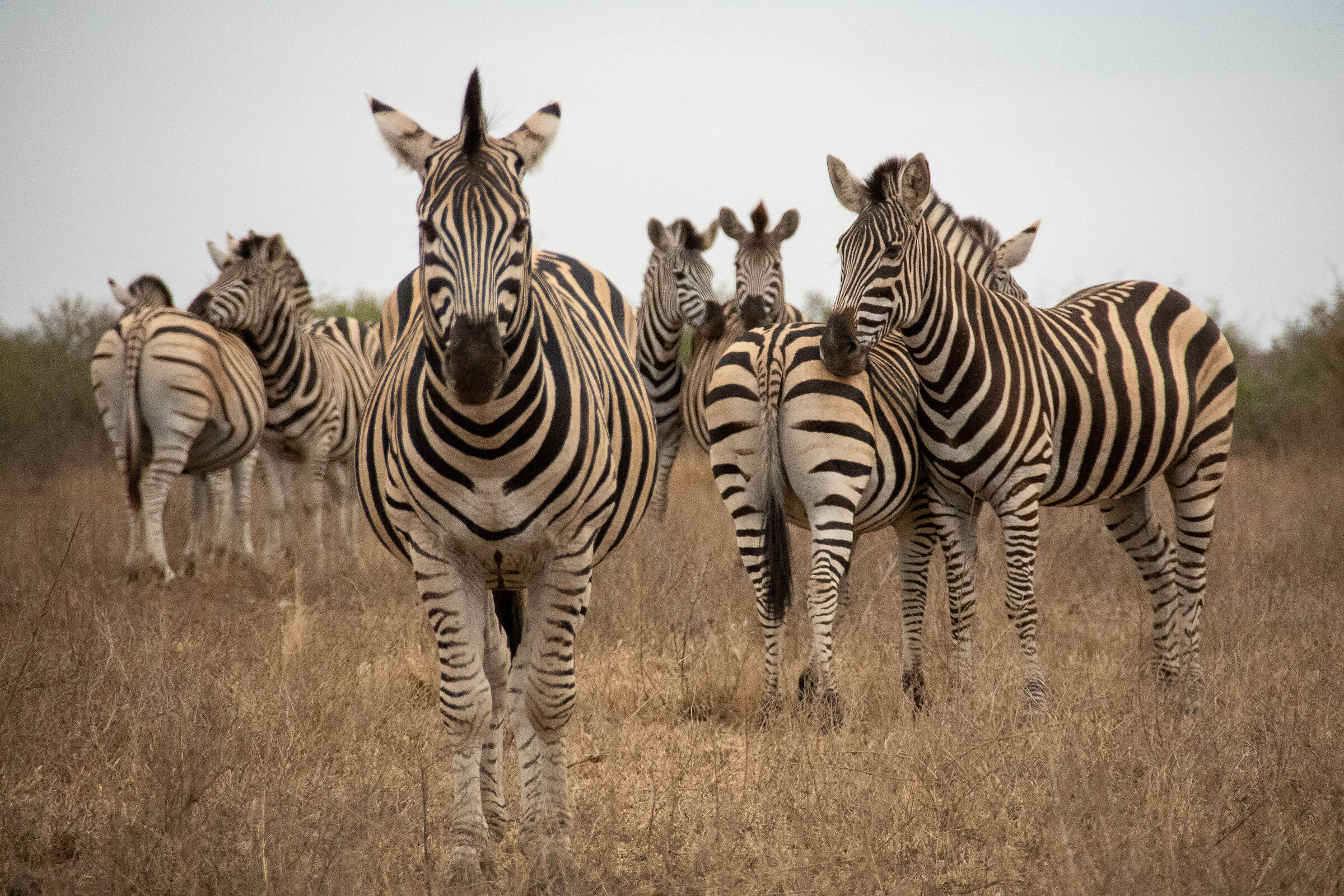 Zebre