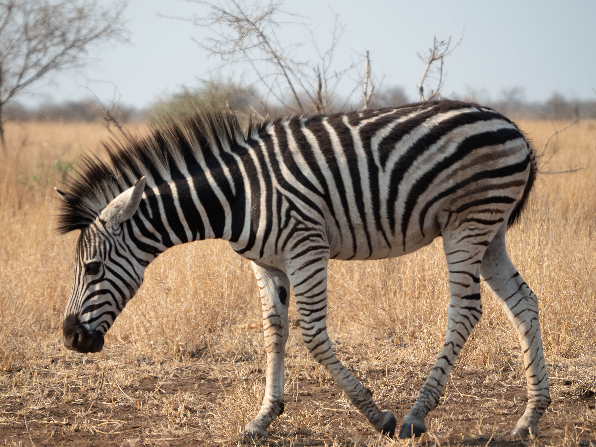 Giovane zebra