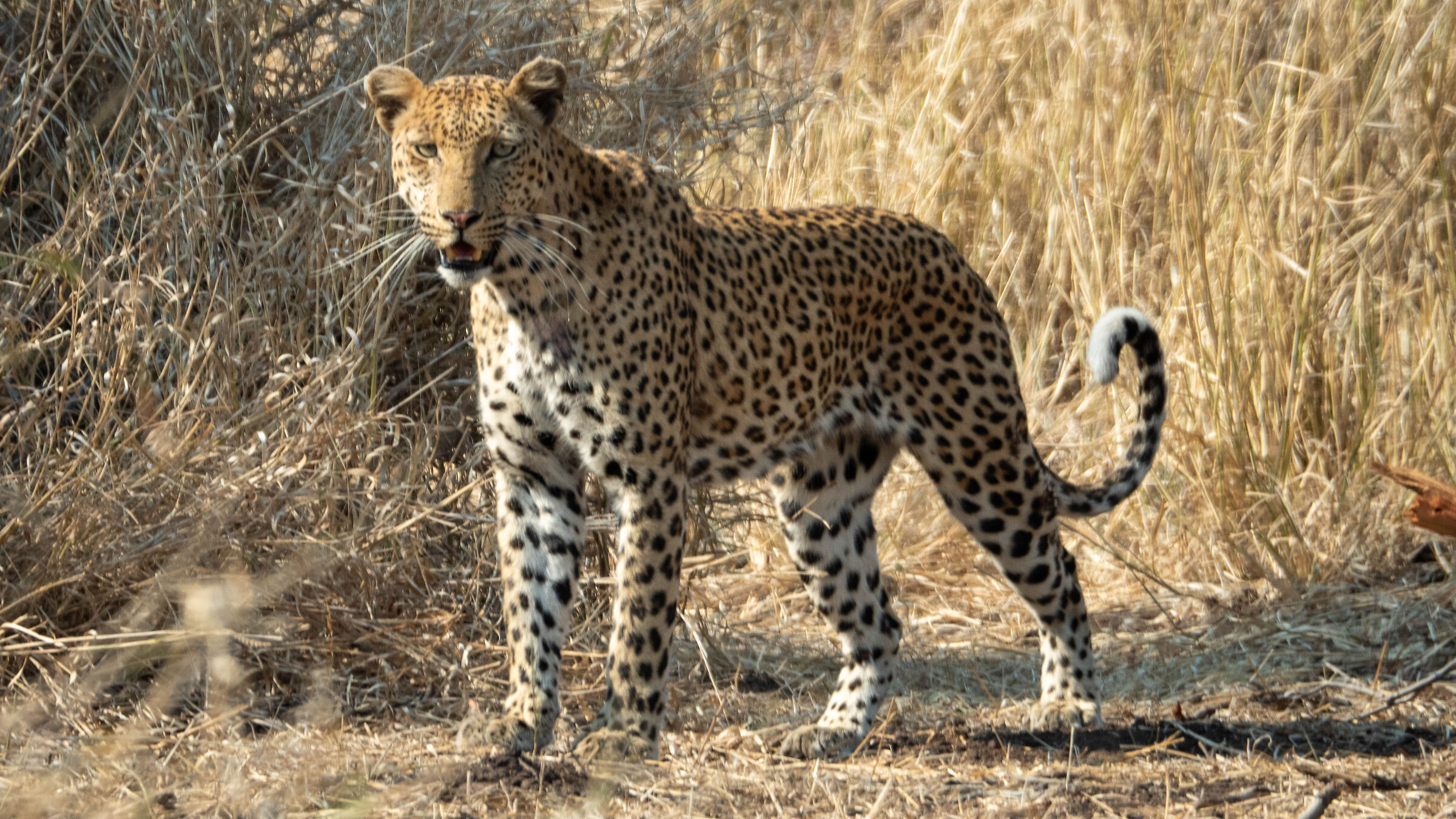 Leopardo