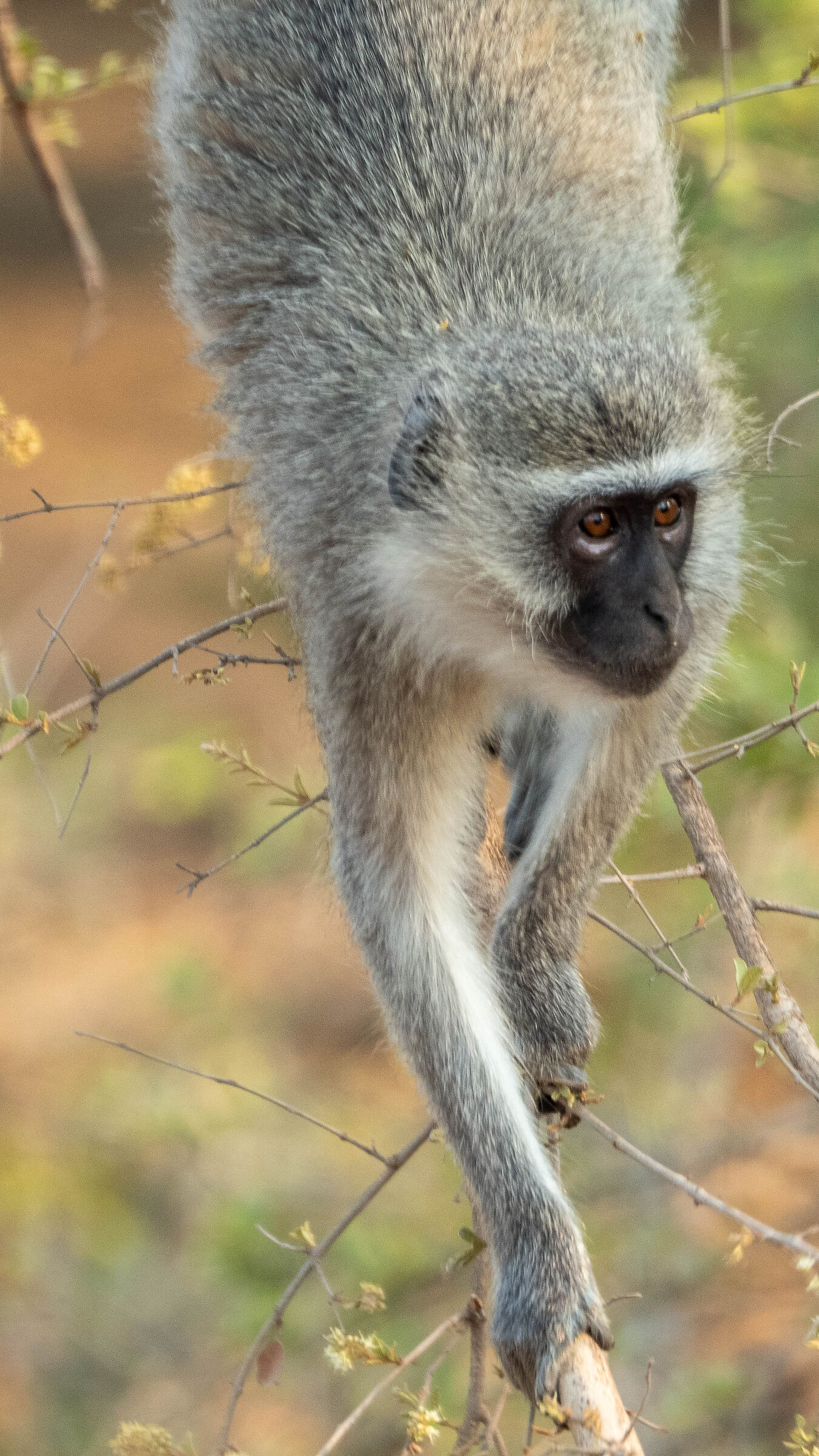 Vervet Monkey