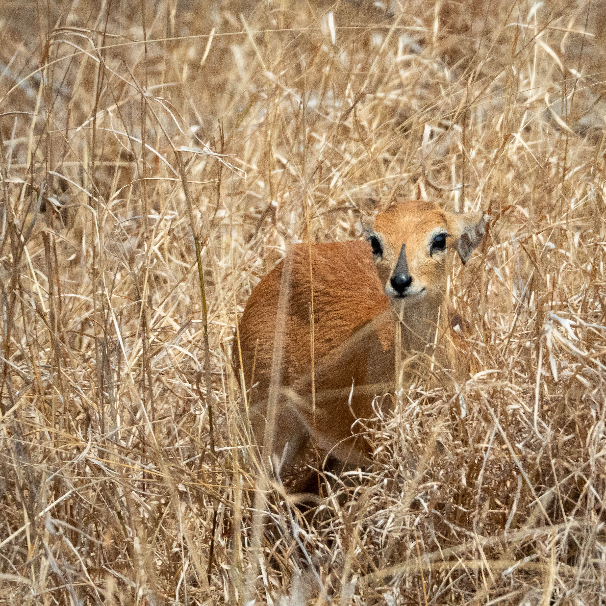 Gently hiding