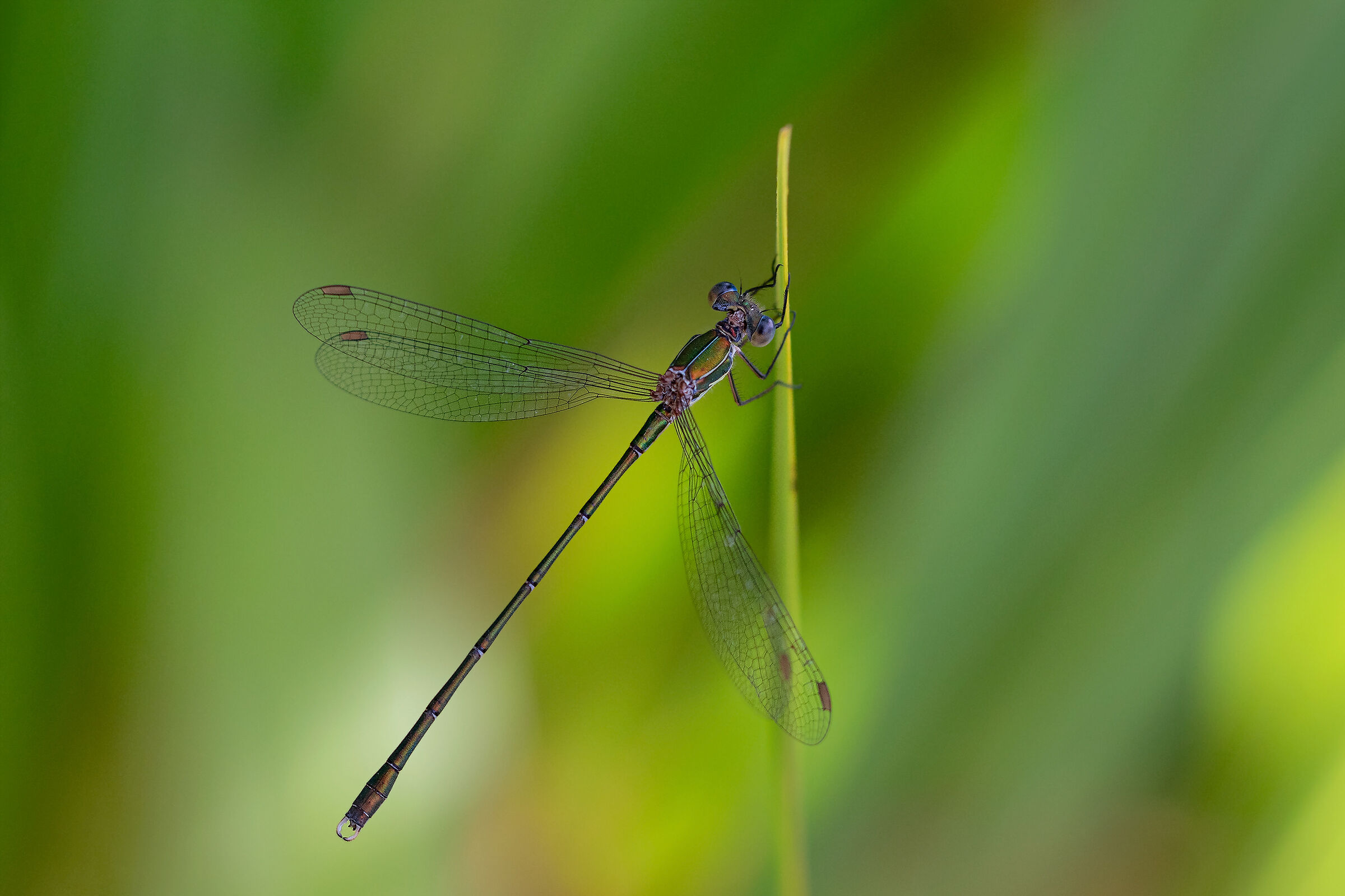 Chalcolestes viridis