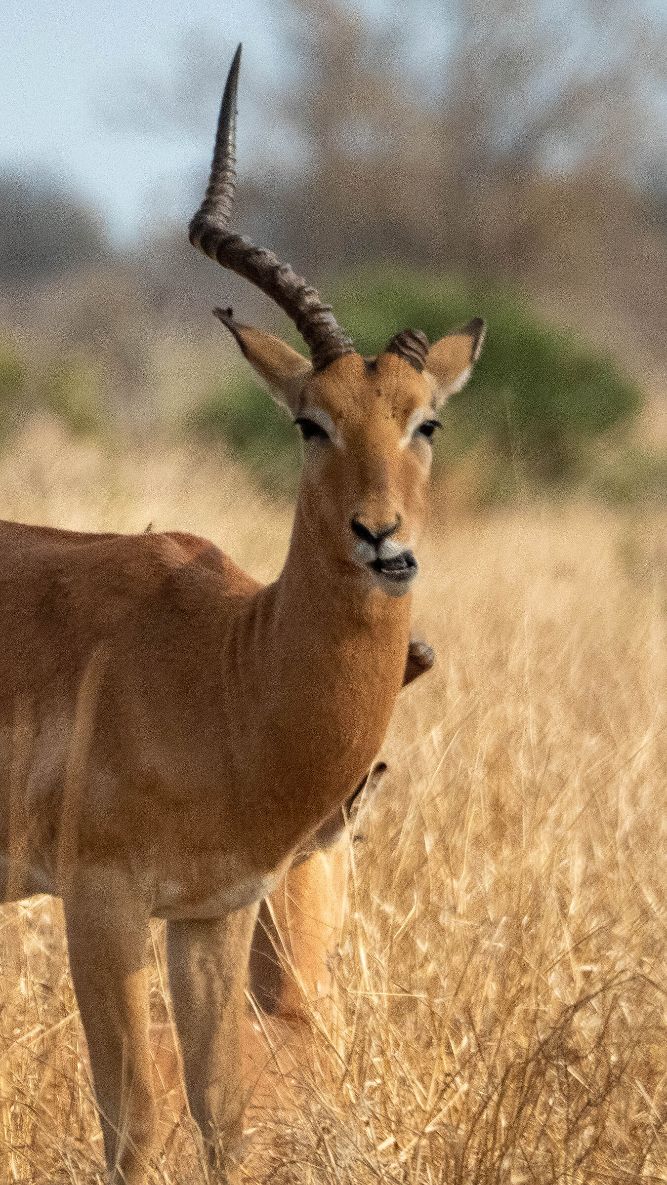 Impala