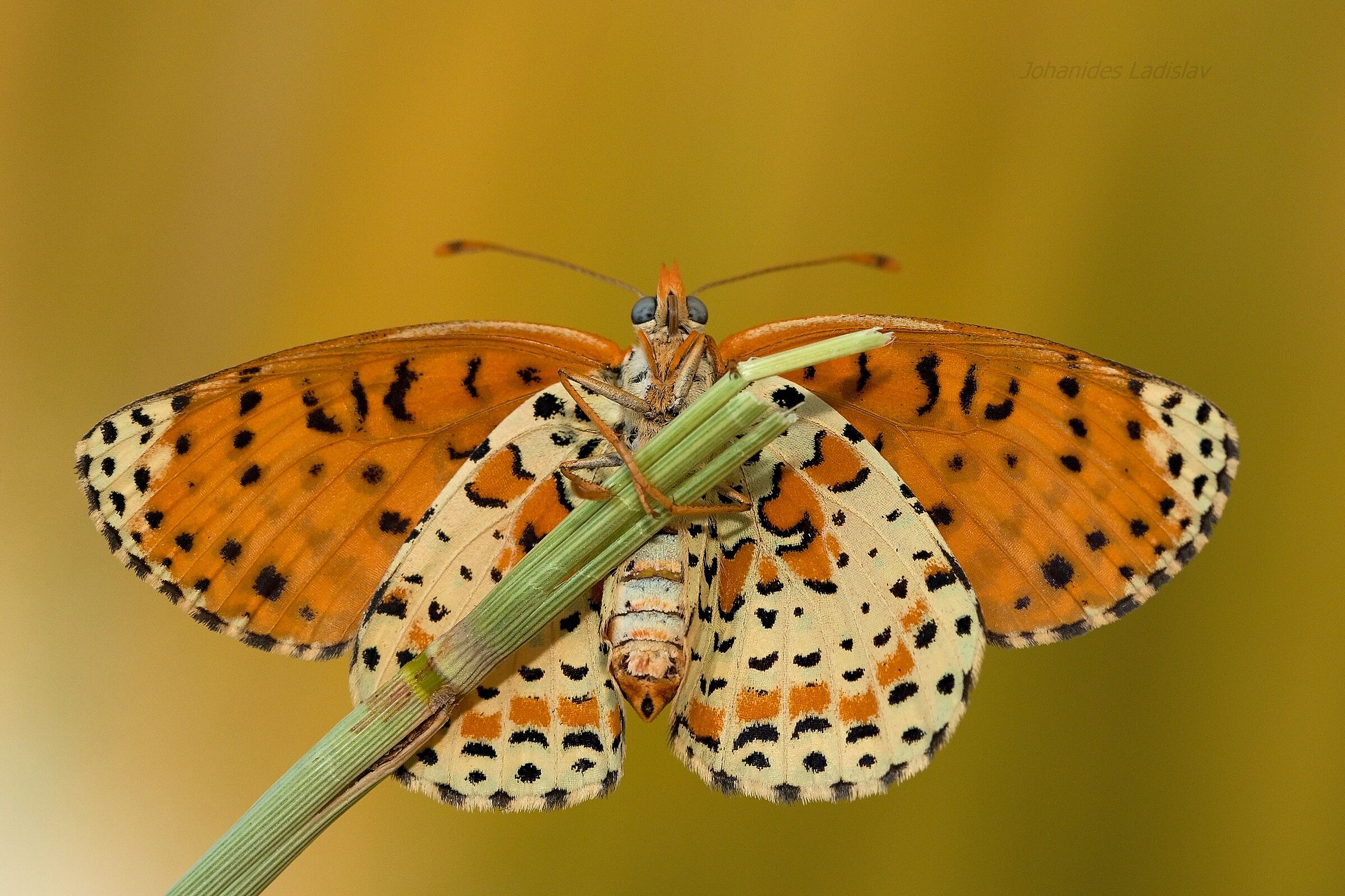 Melitaea didyma