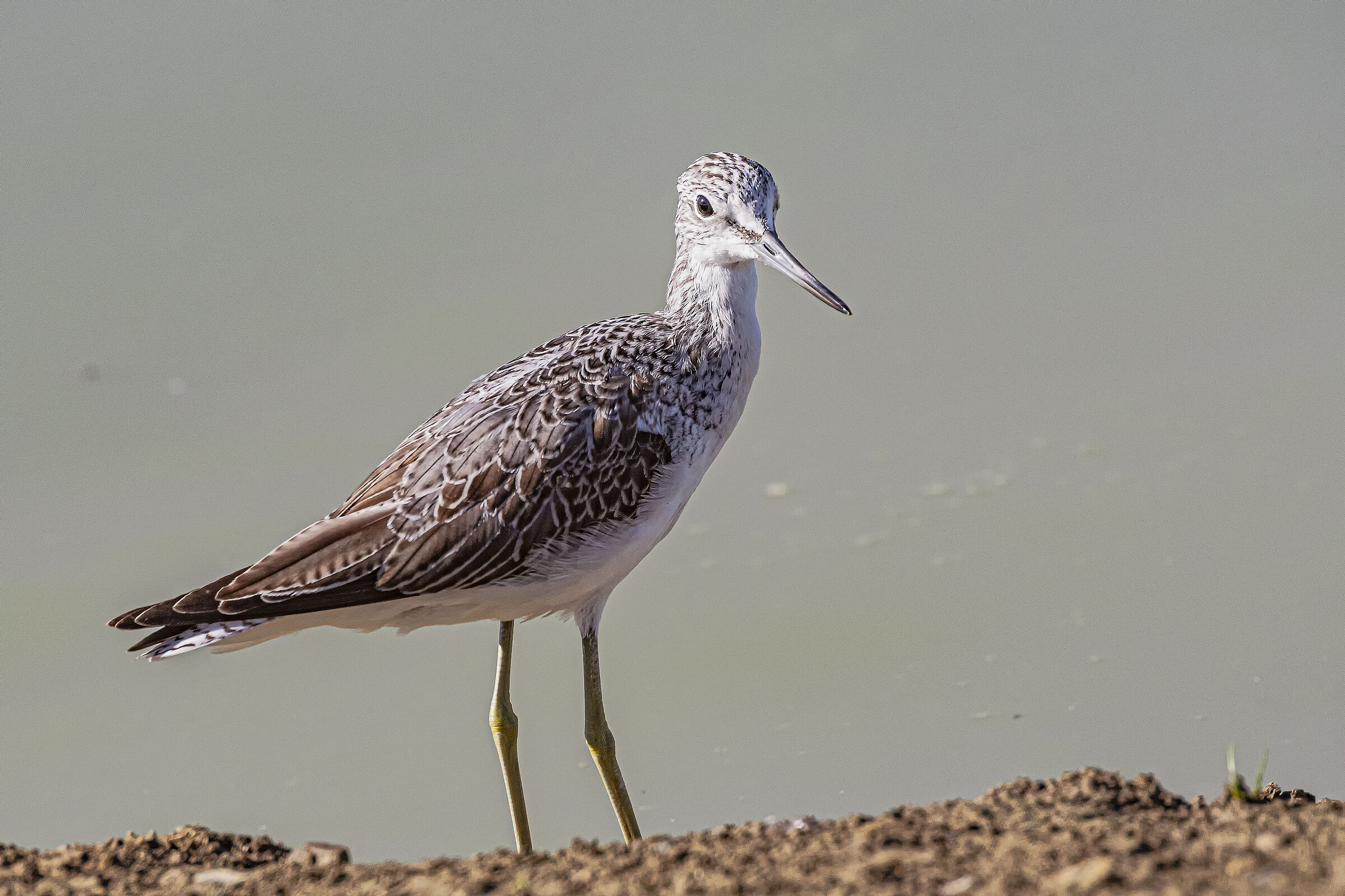 Greenshank