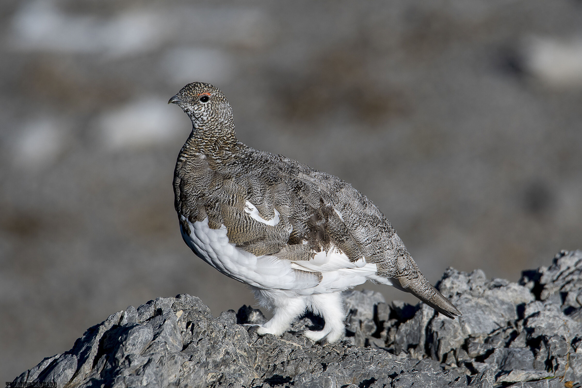 Ptarmigan