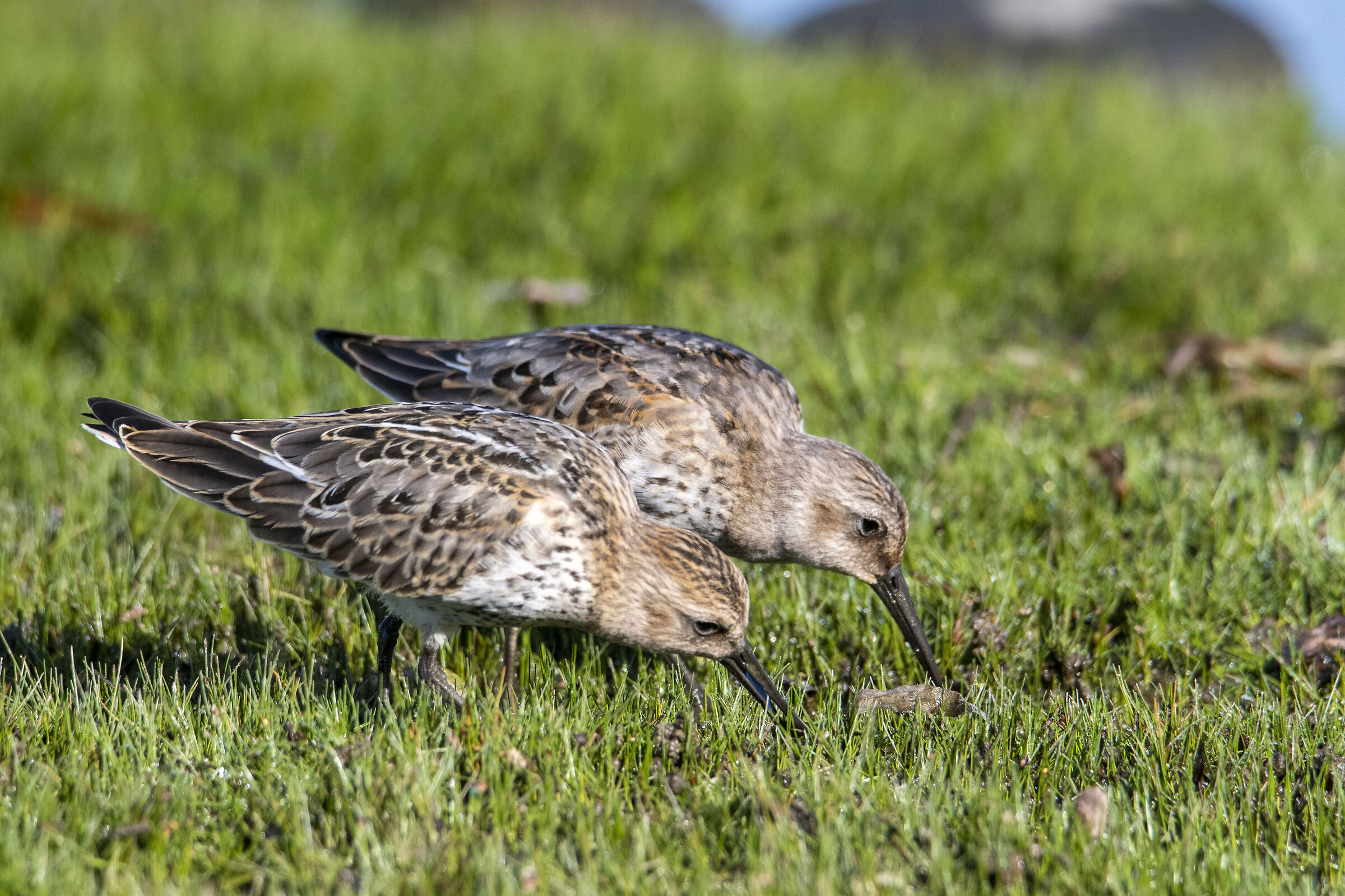 Piovanelli pancianera