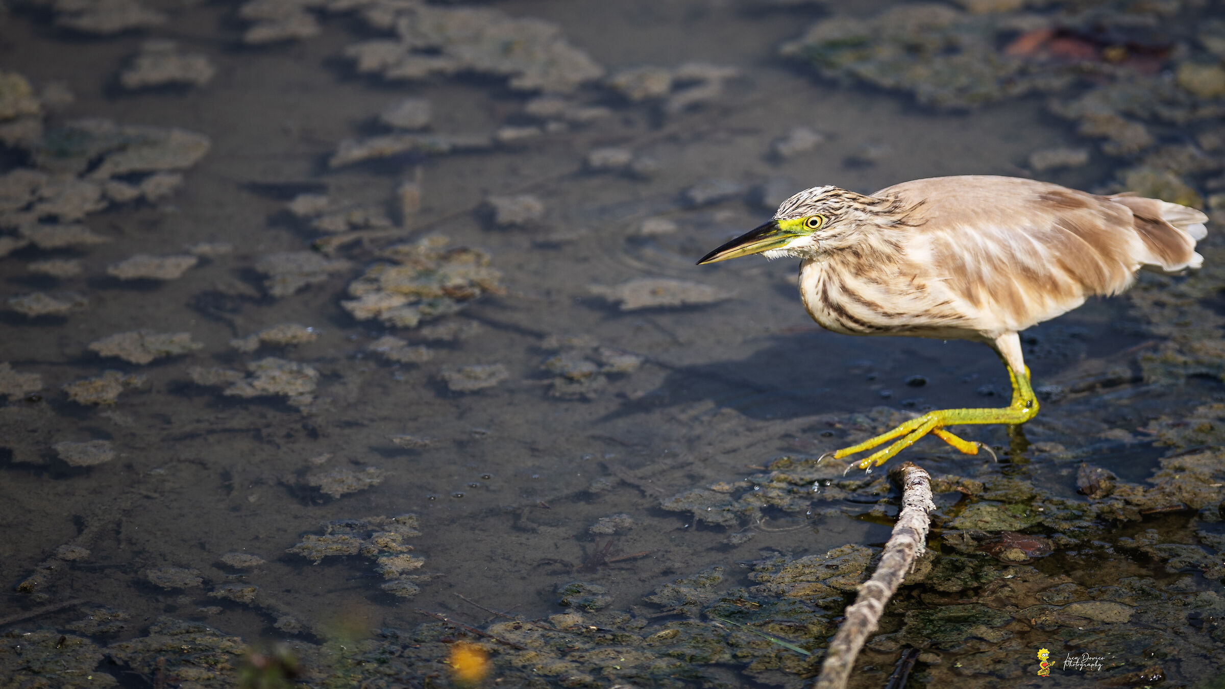 squacco heron