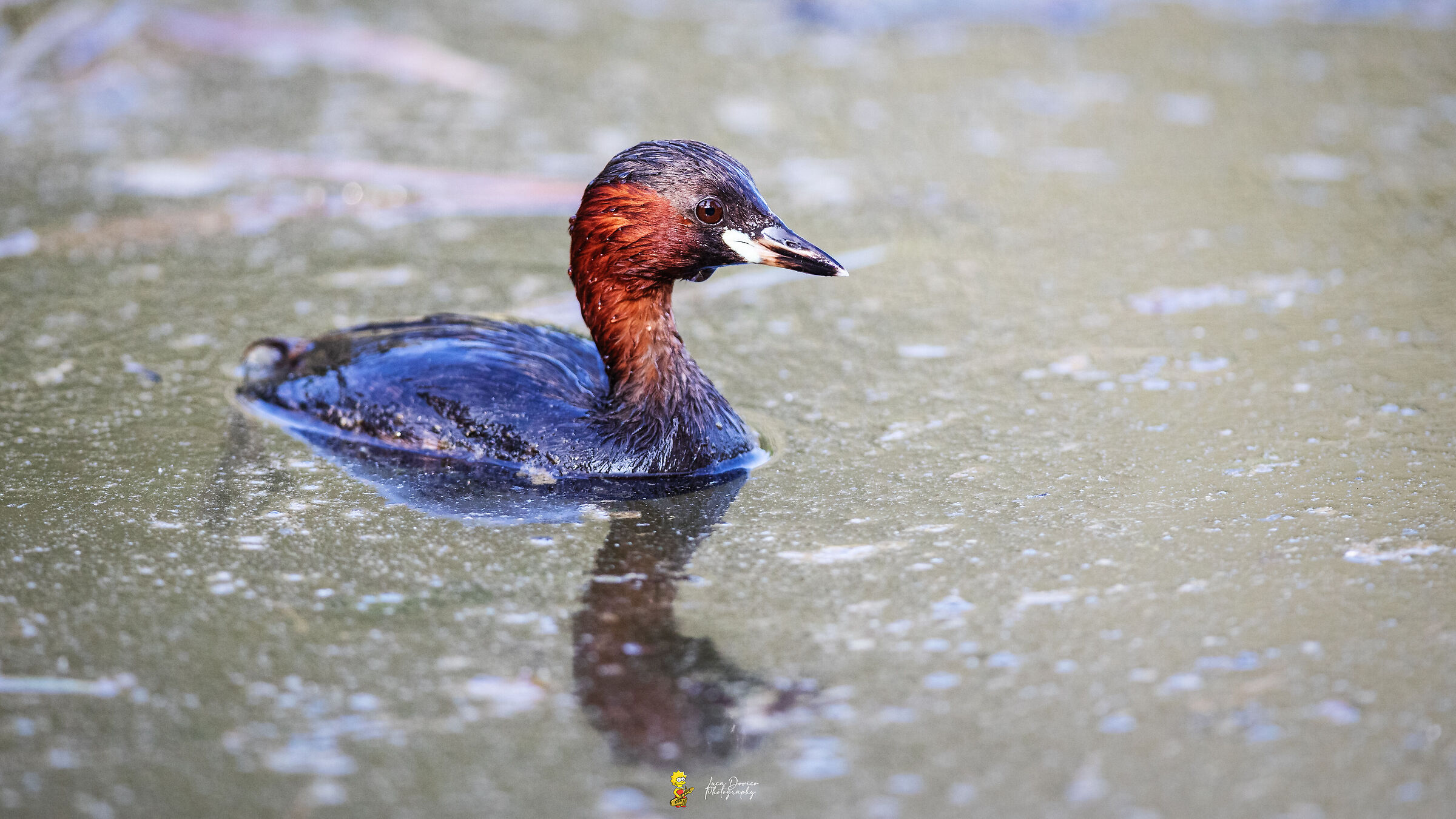 dabchick