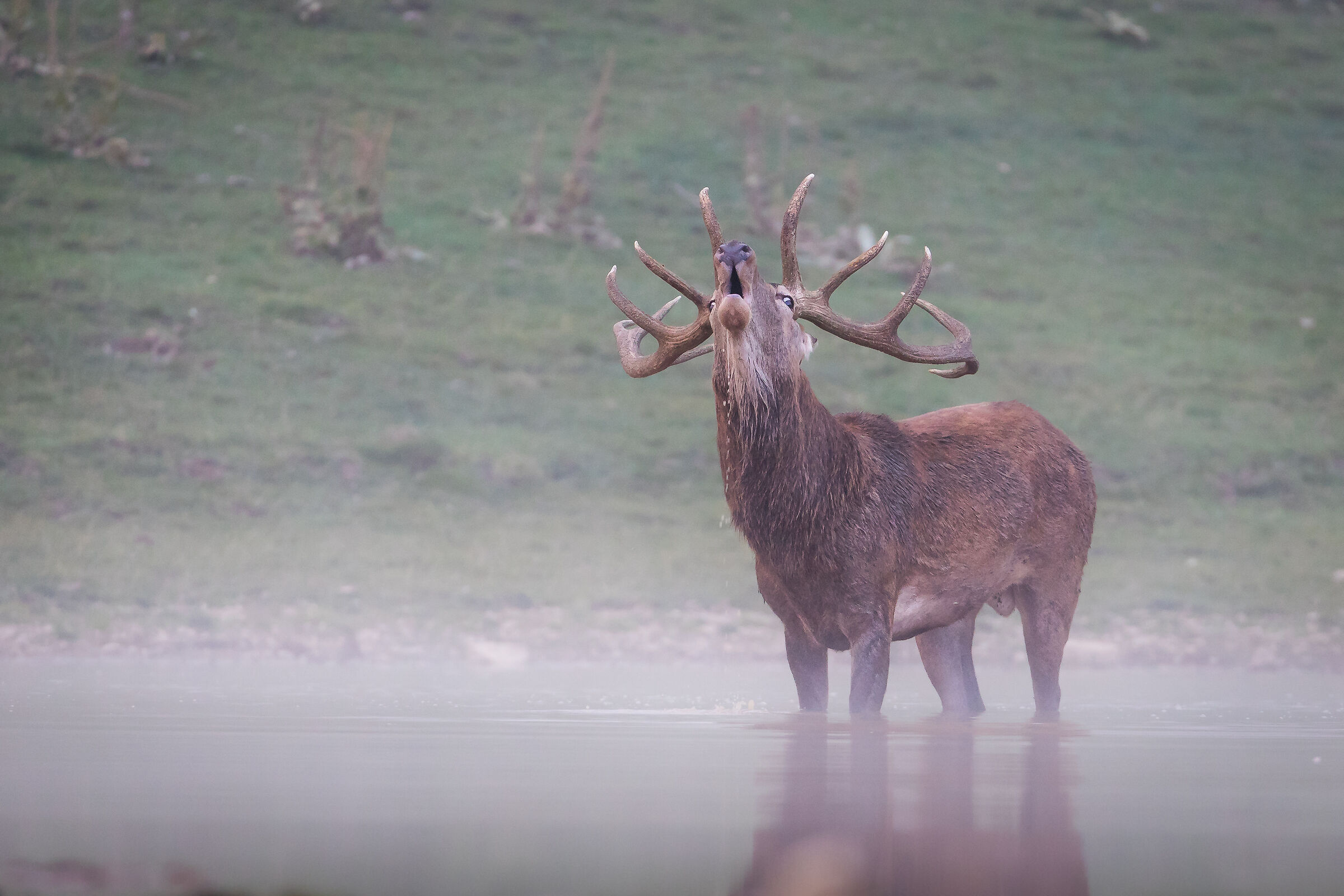 Bramito nella nebbia