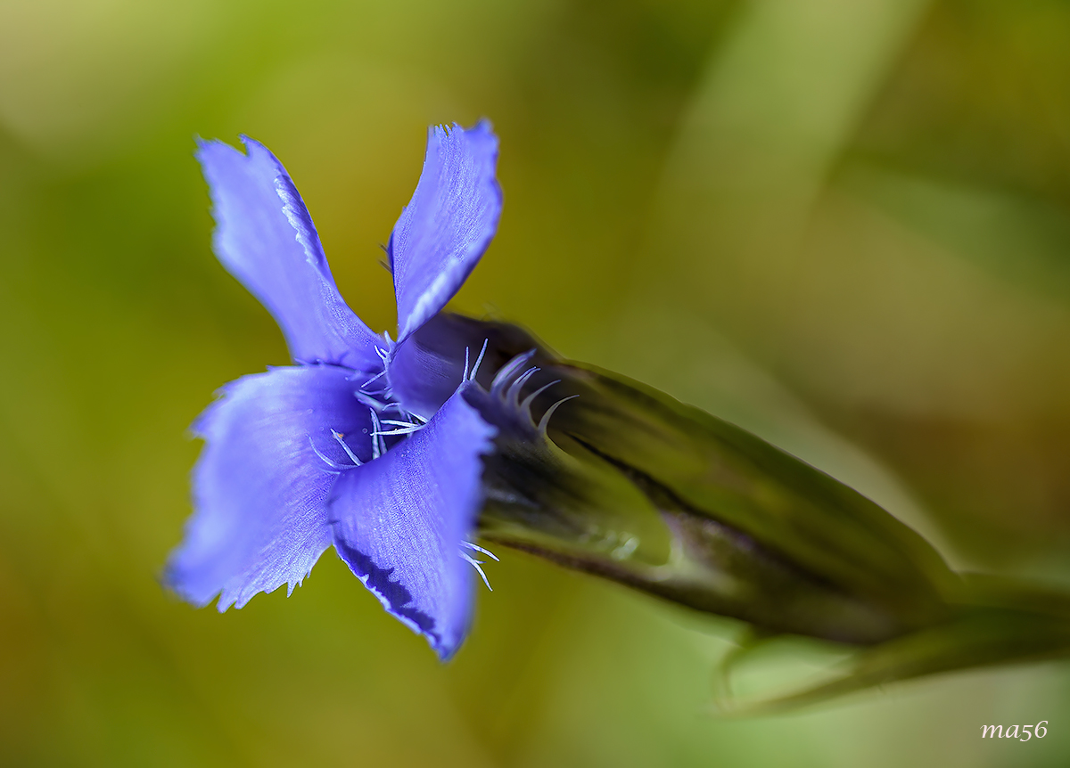 Genziana sfrangiata