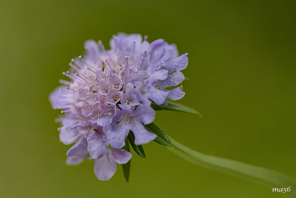 Ambretta del Monte Baldo