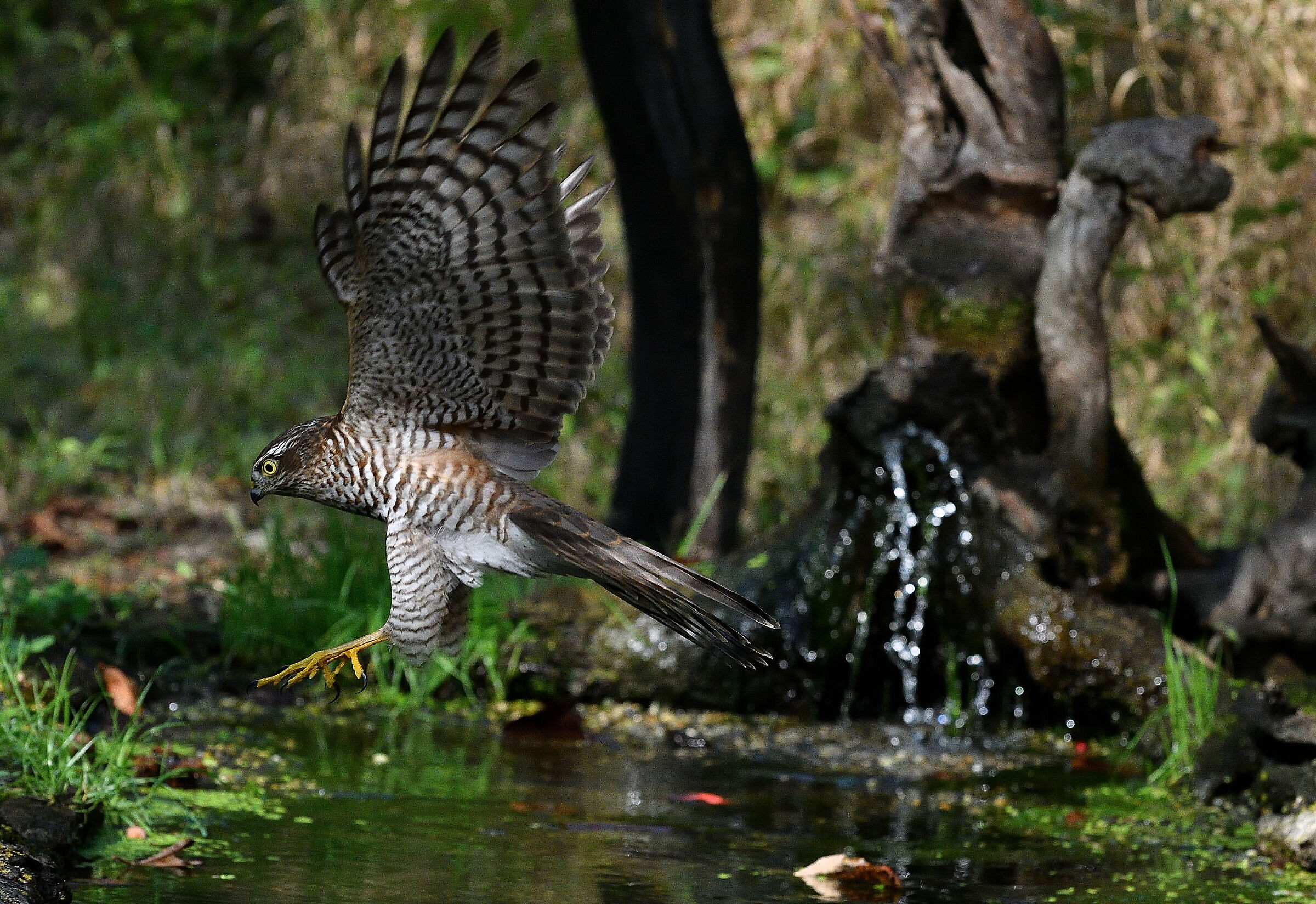 Female sparrowhawk..