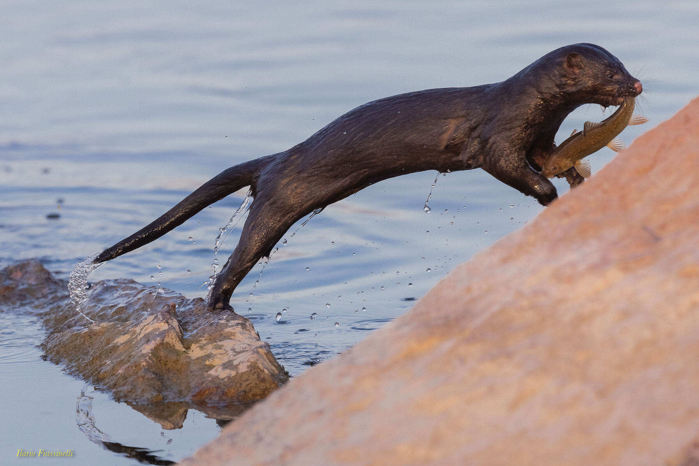 European Mink