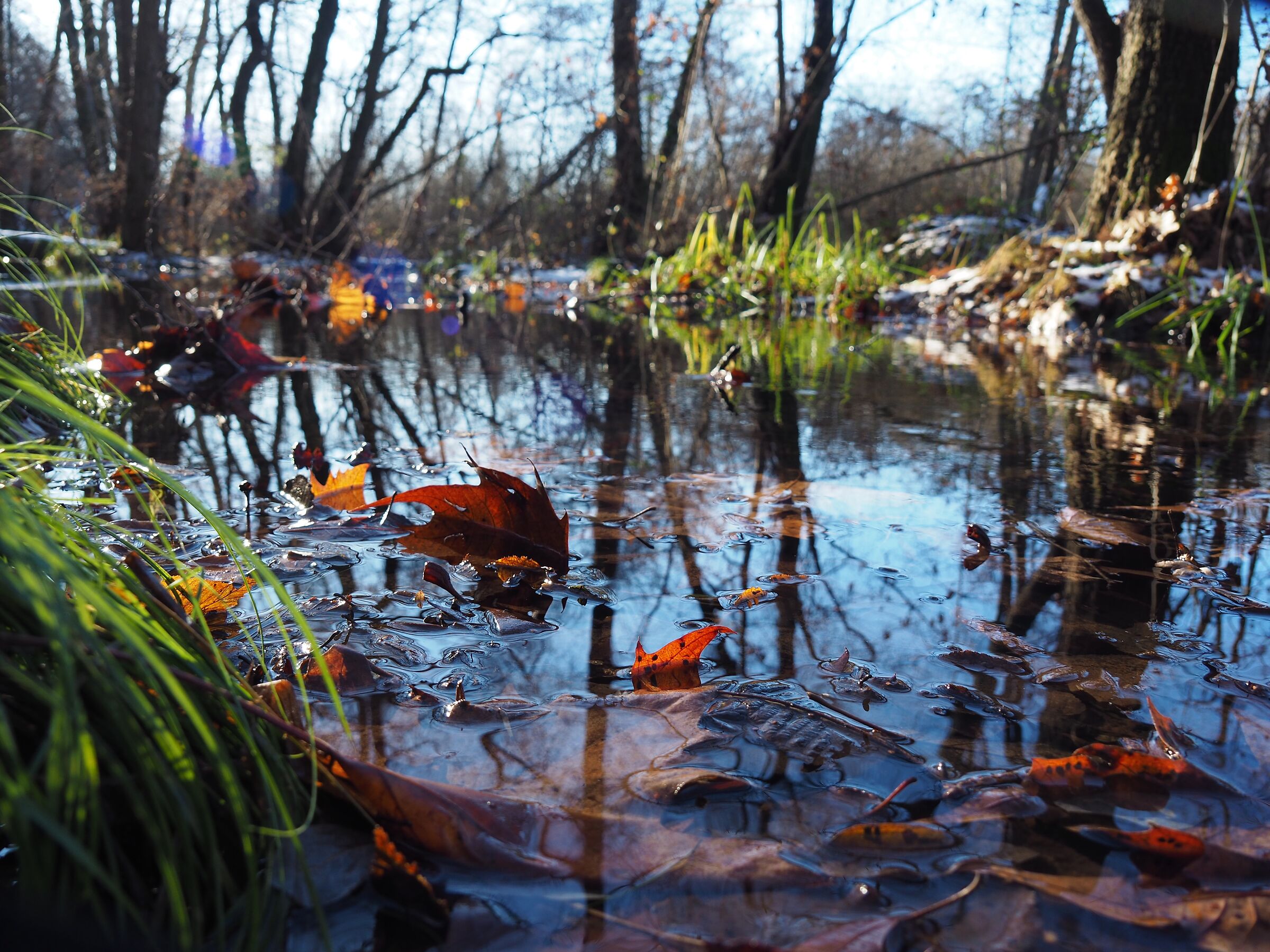 autumn in peat bog