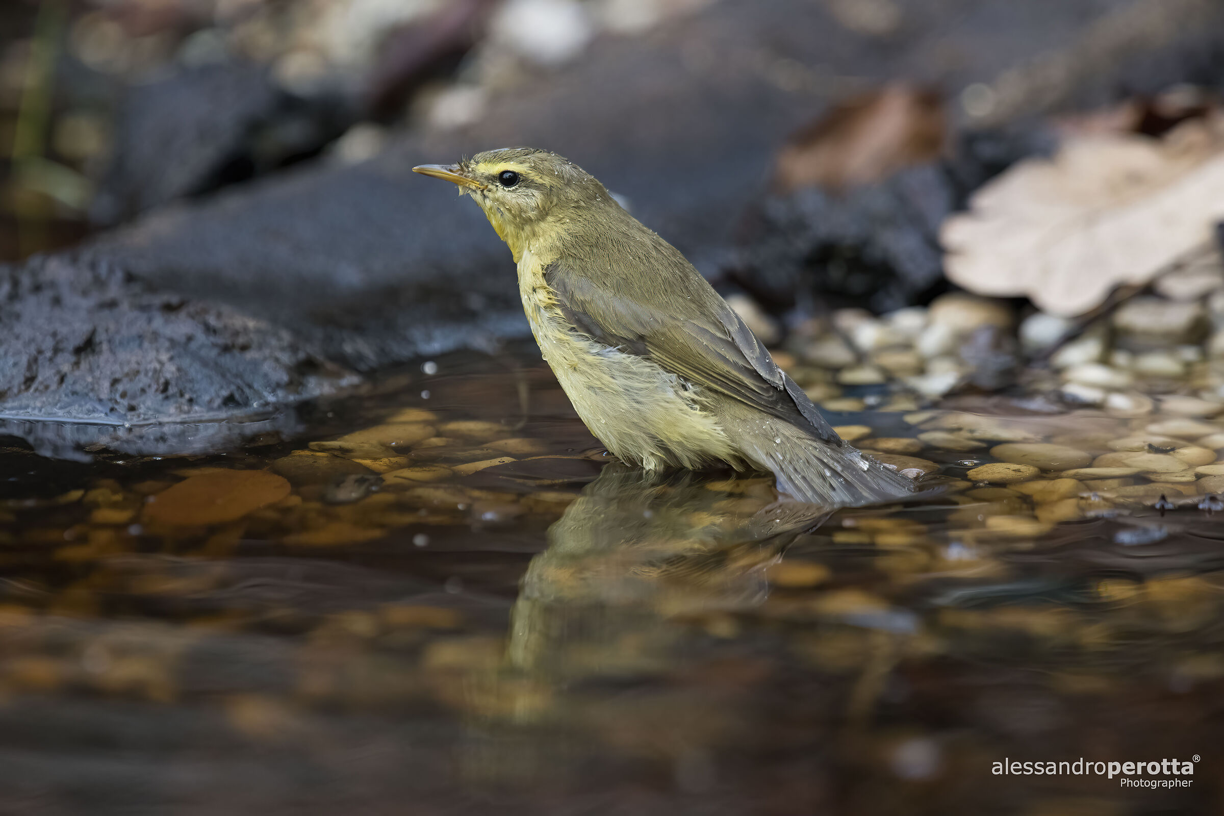 Phylloscopus trochilus