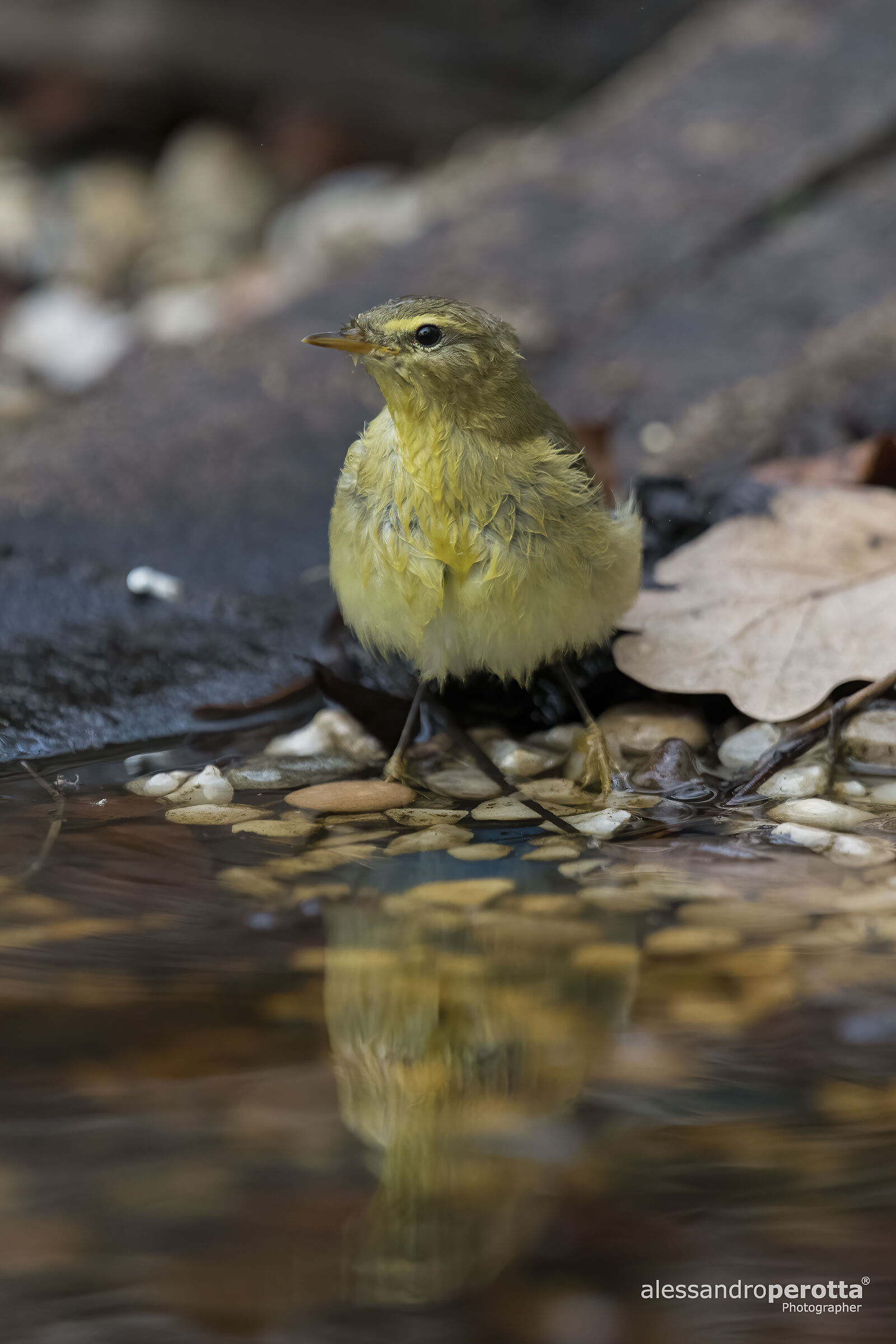 Phylloscopus trochilus