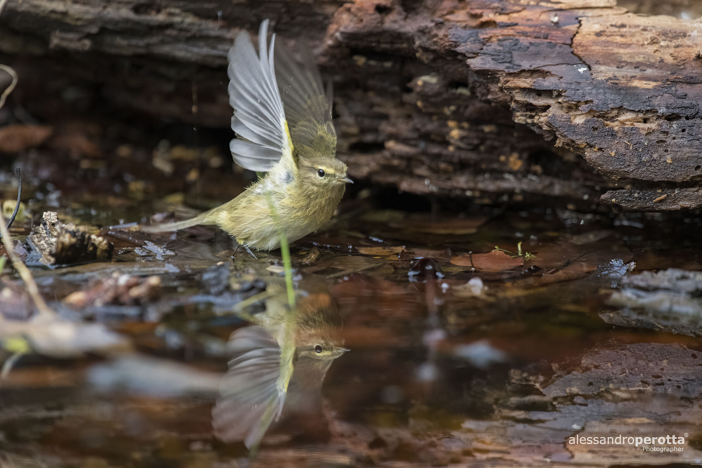 Phylloscopus trochilus