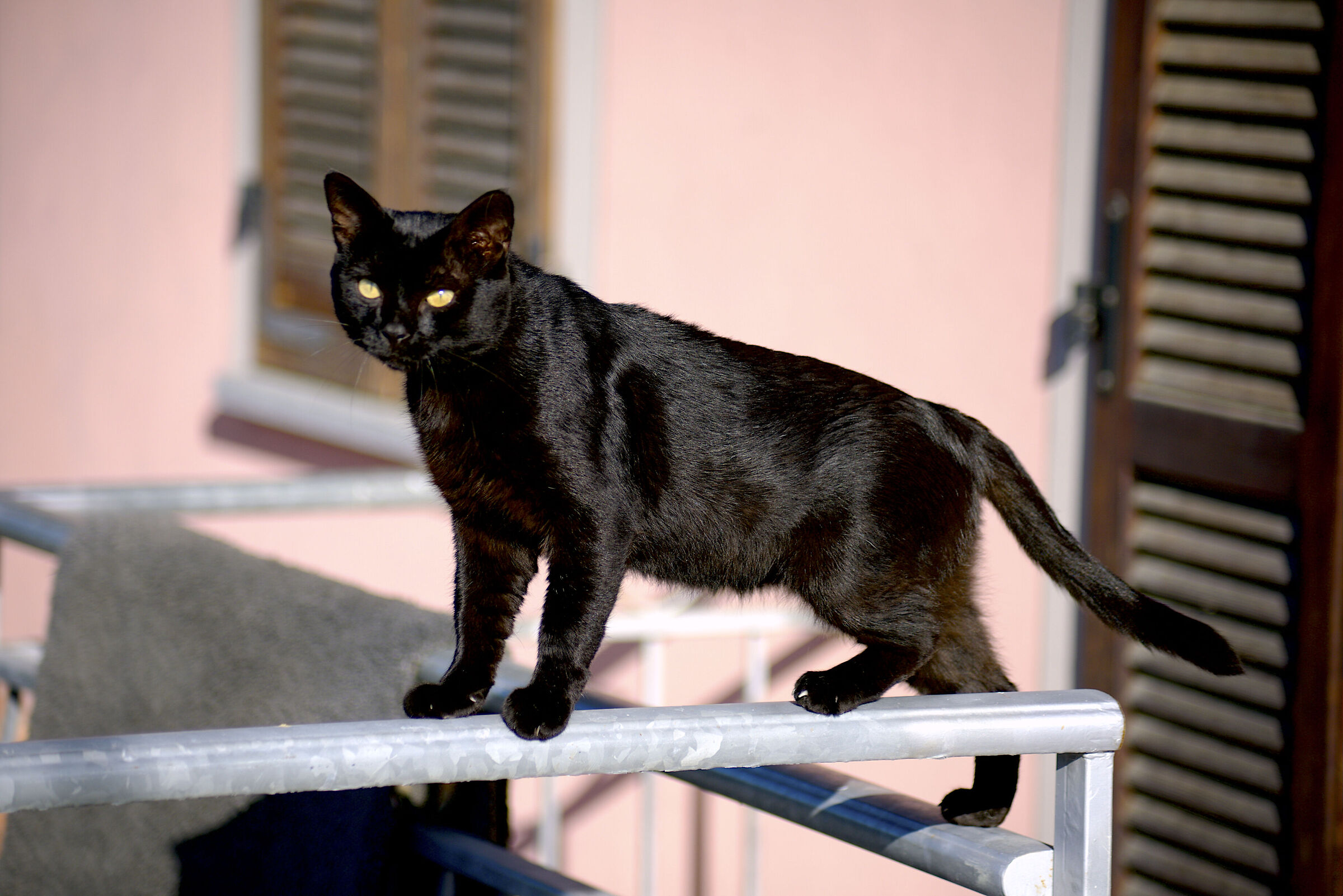 Romy la mia pantera nera