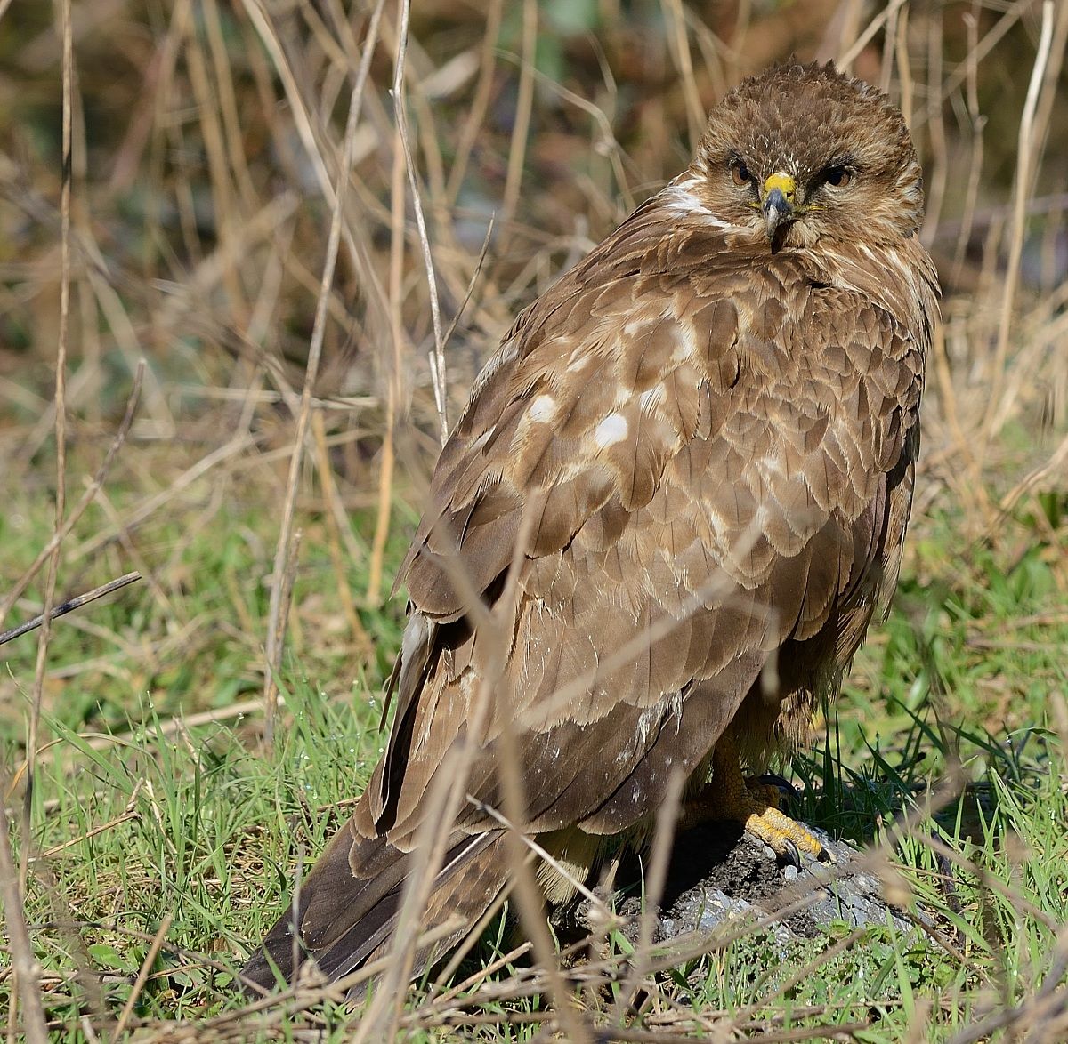 buzzard
