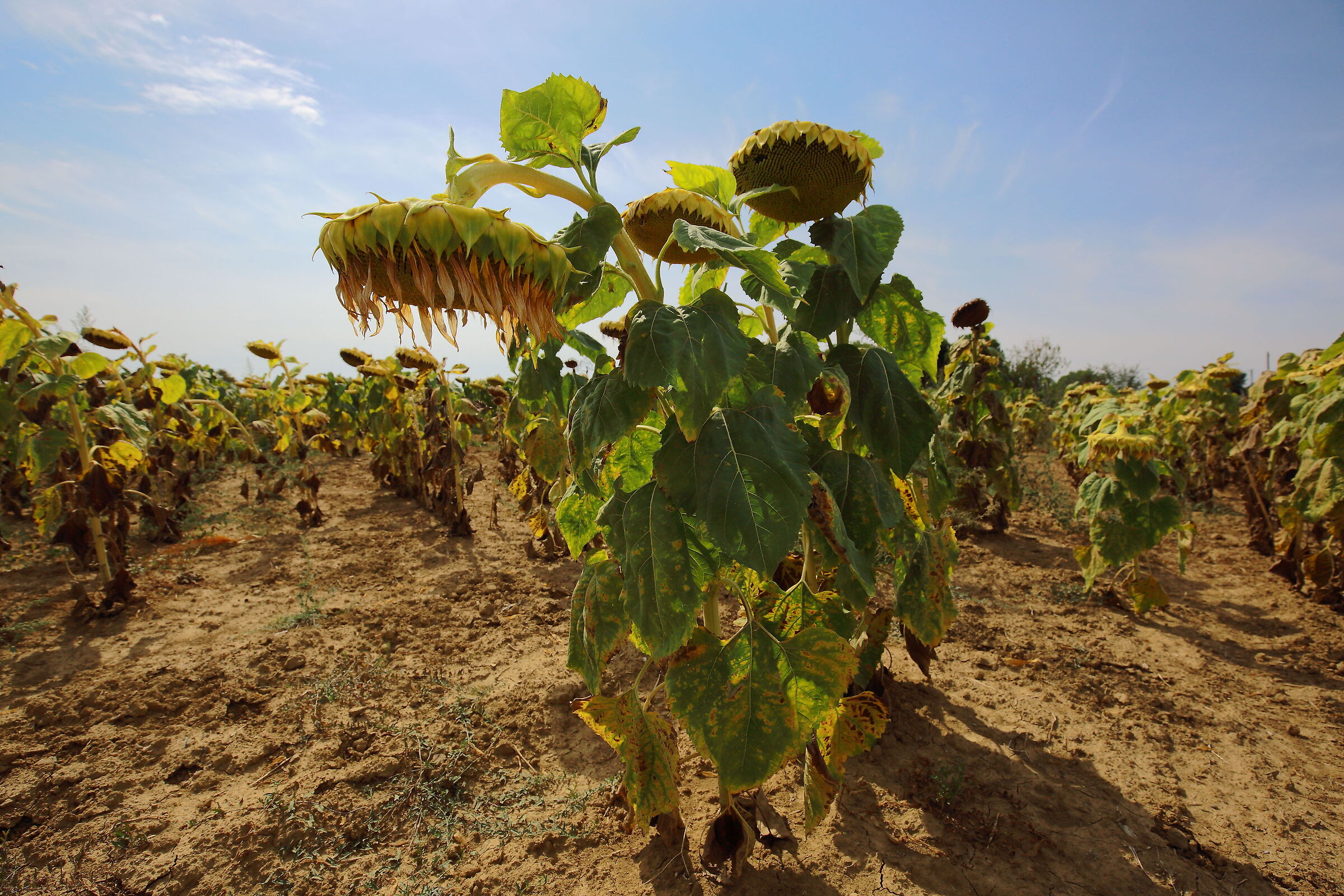 Sun King knows how to abdicate with honor