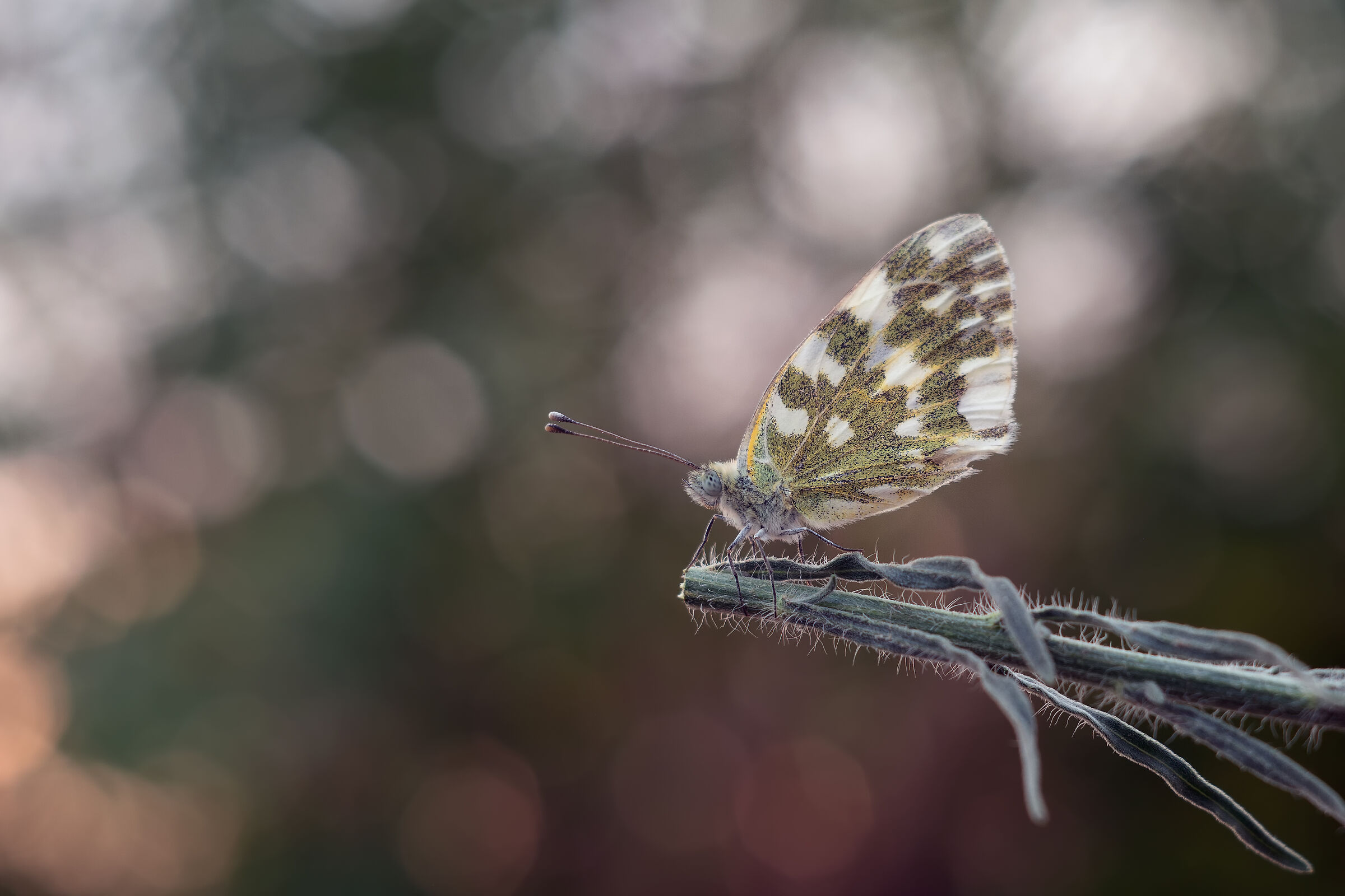 Bridge Edusa Jena Tessar