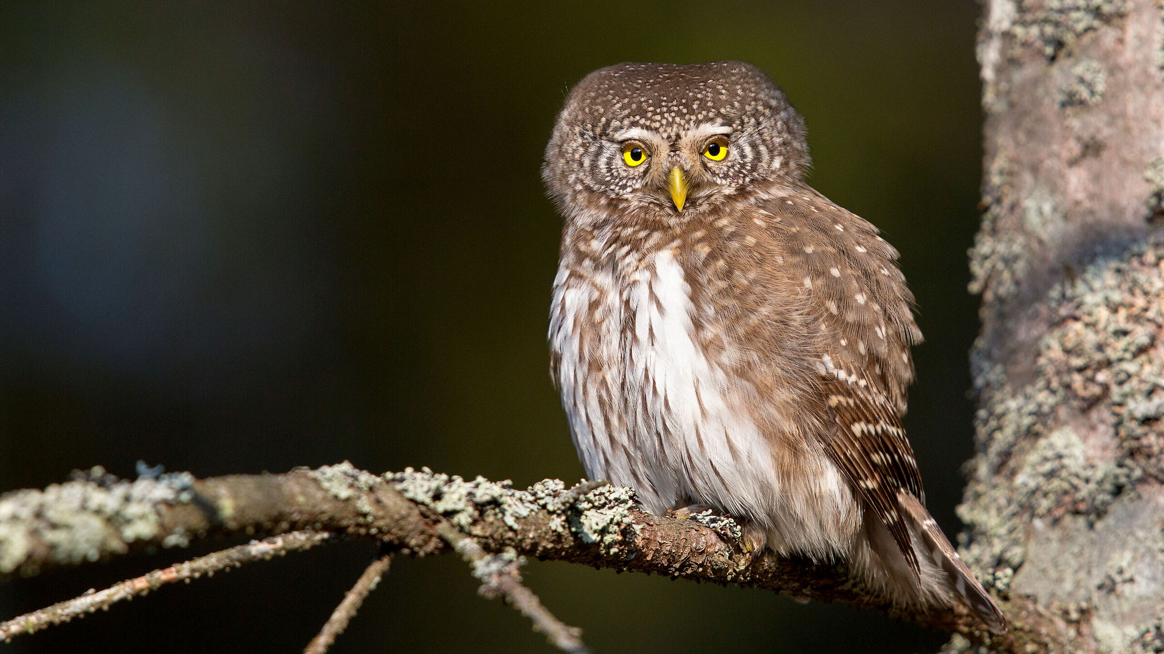 Glaucidium passerinum