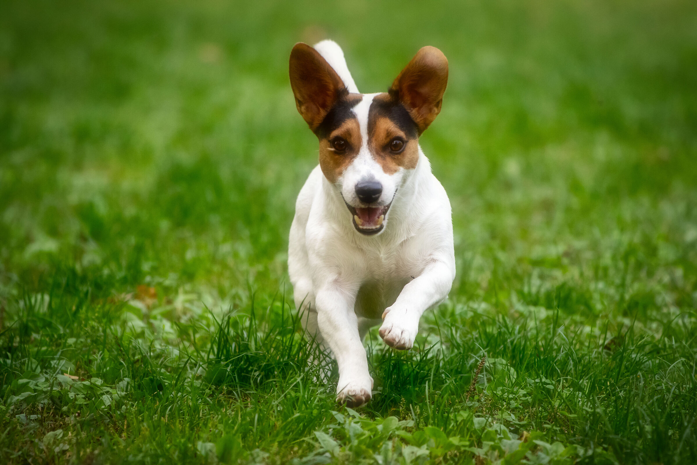Cane chiami a quell'altro