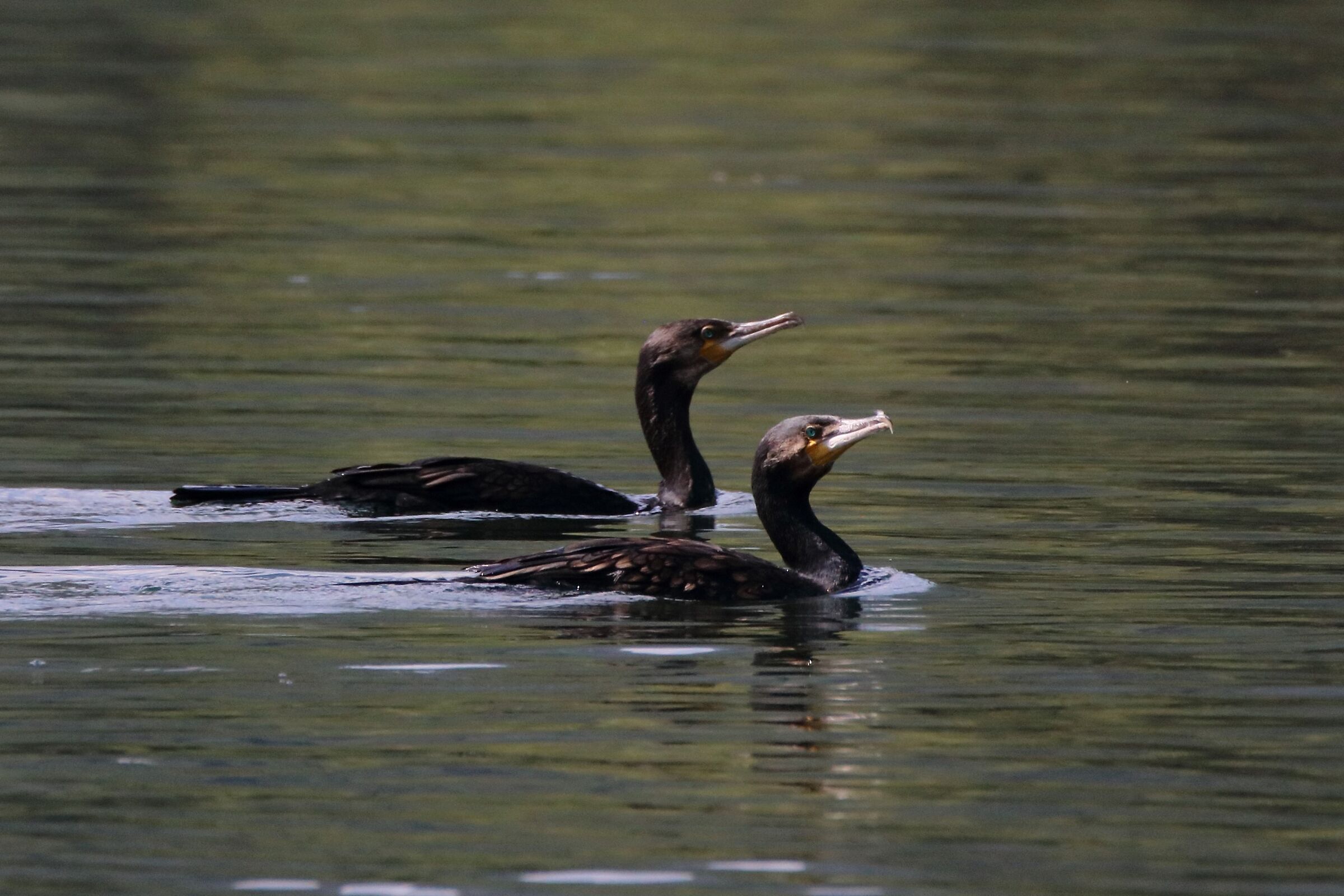 Cormorants