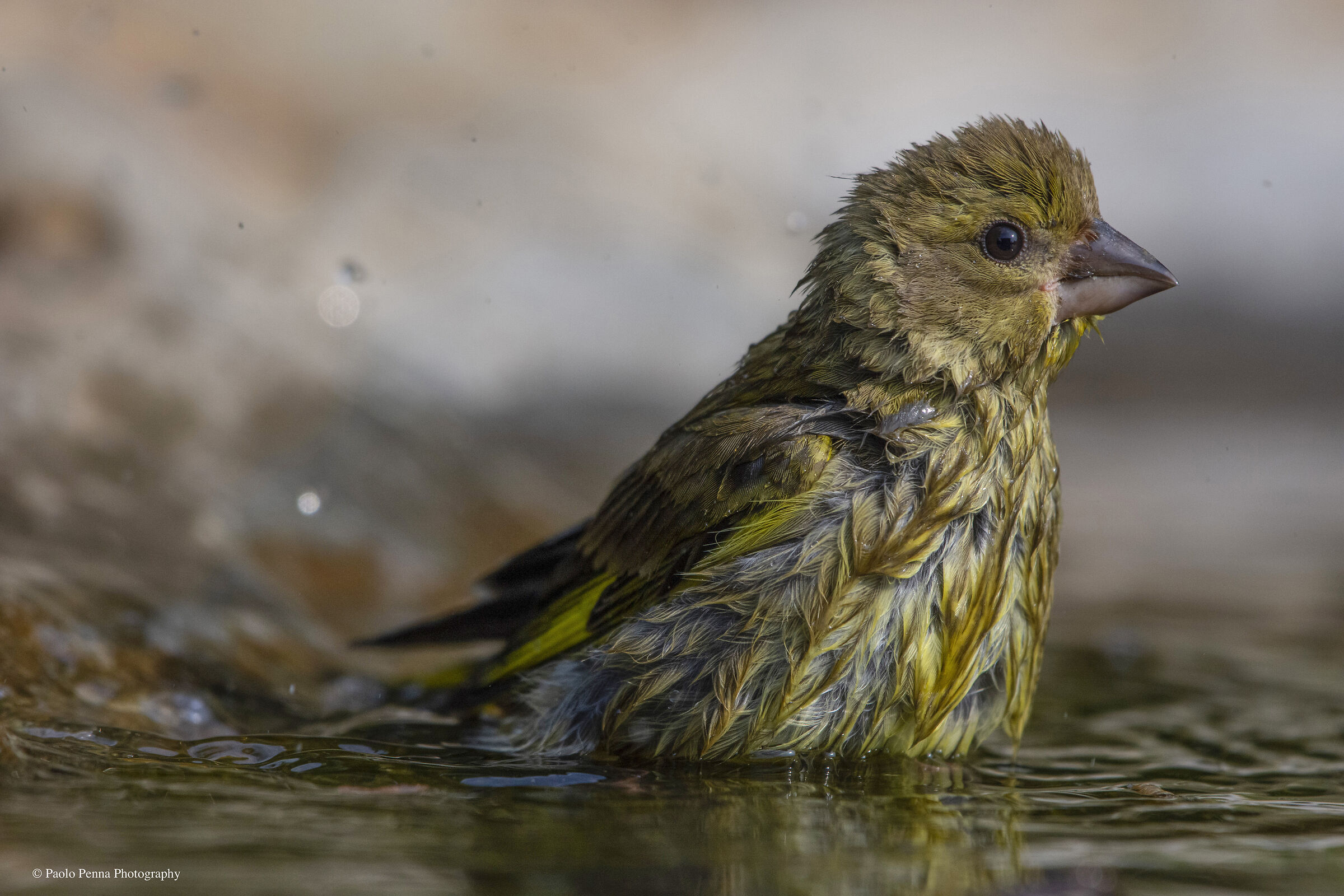 Il bagnetto del verdone