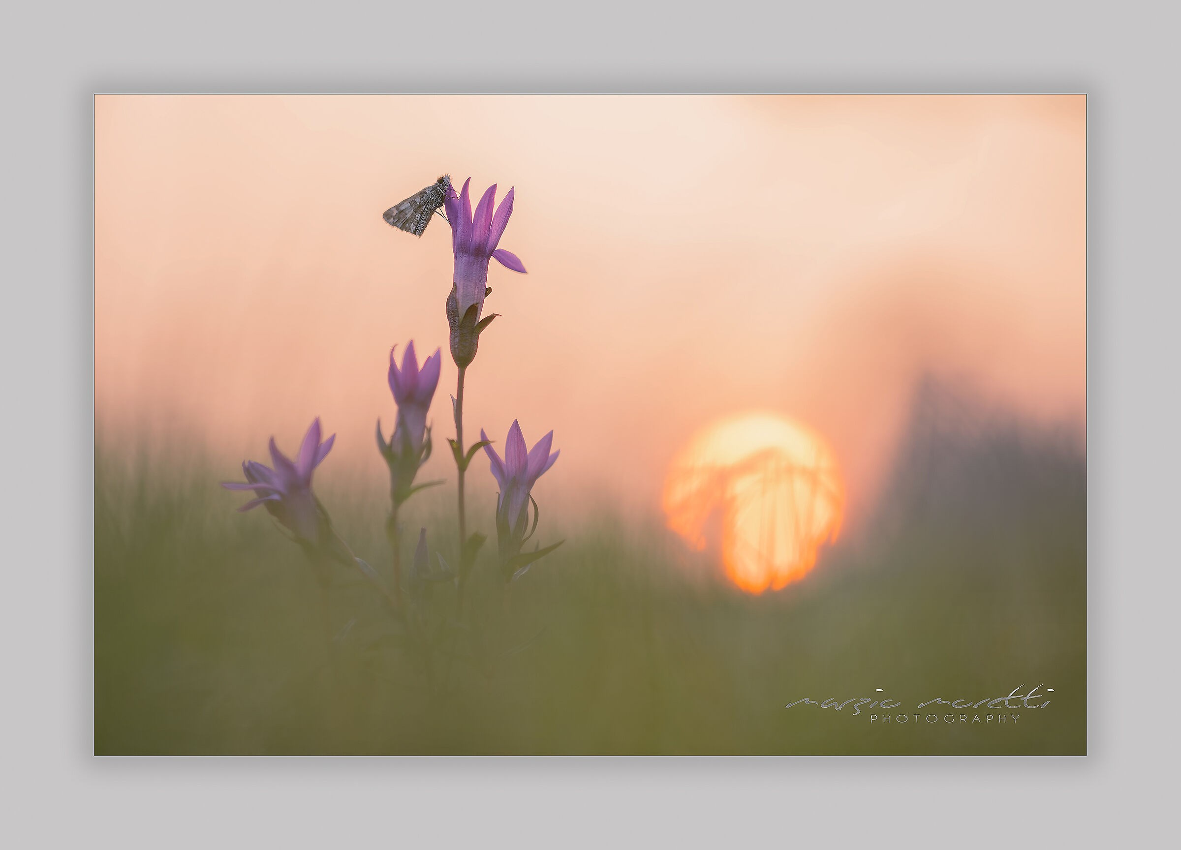 Gentianella pilosa con lepidottero