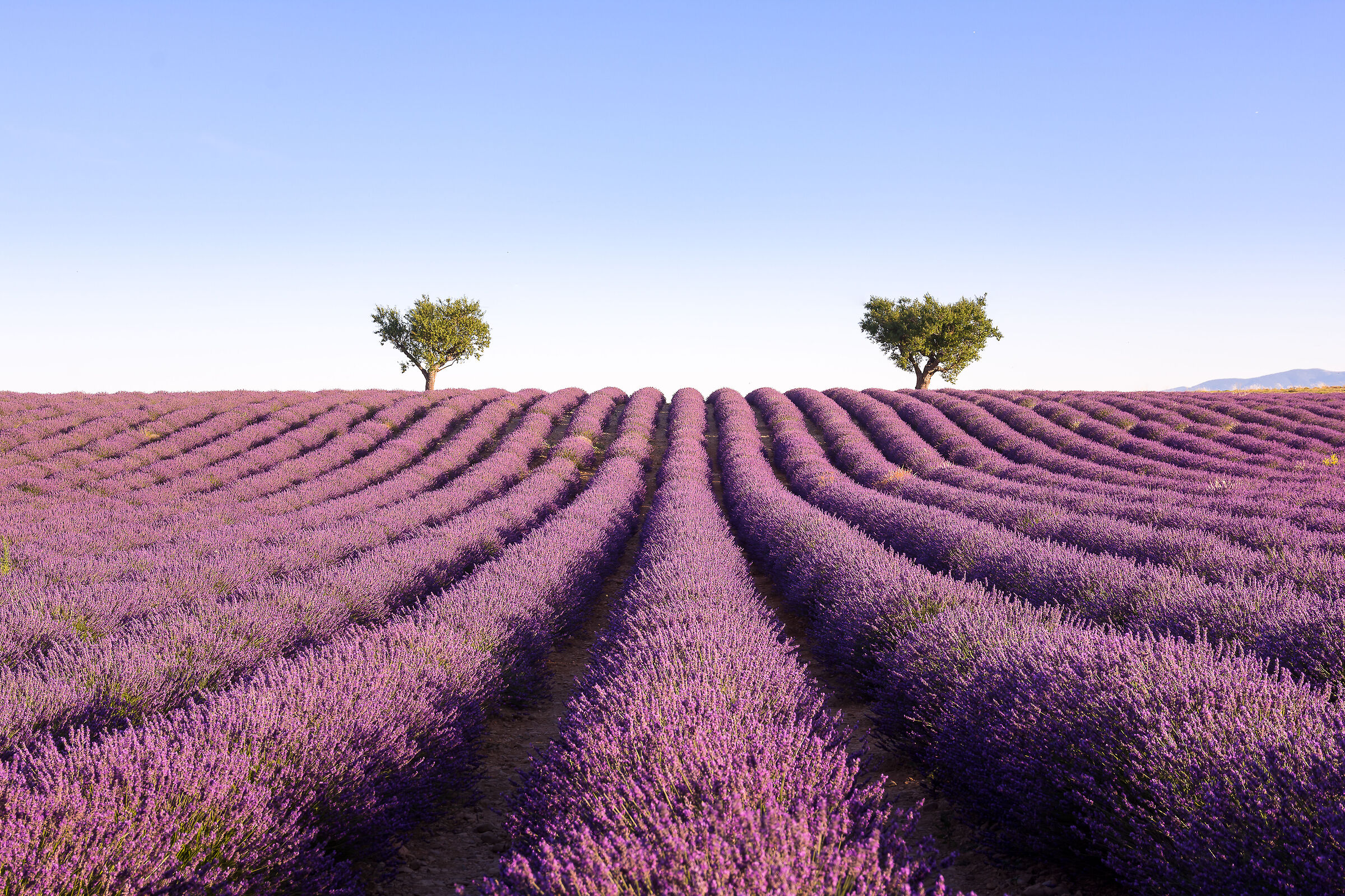 Cartolina provenzale