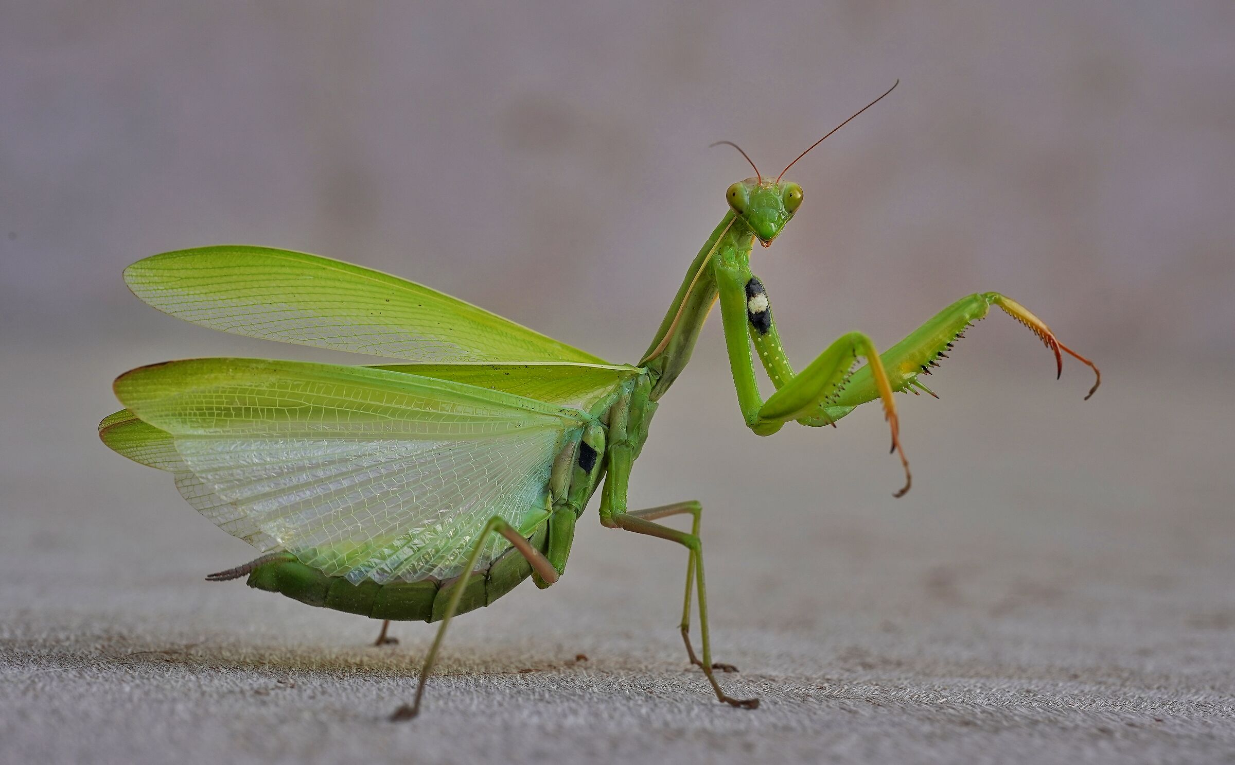 Mantide che posa per me.