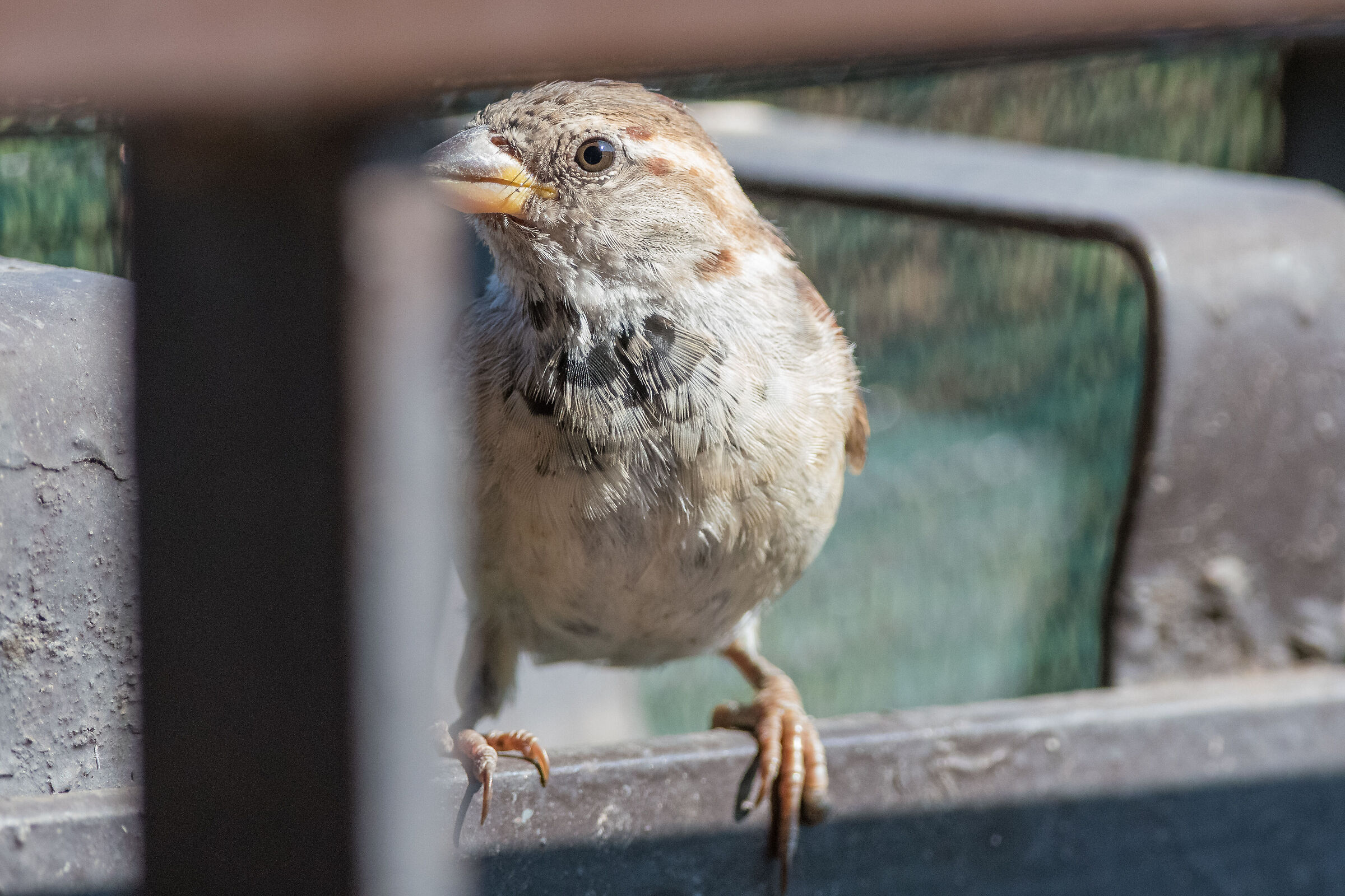 Sparrow