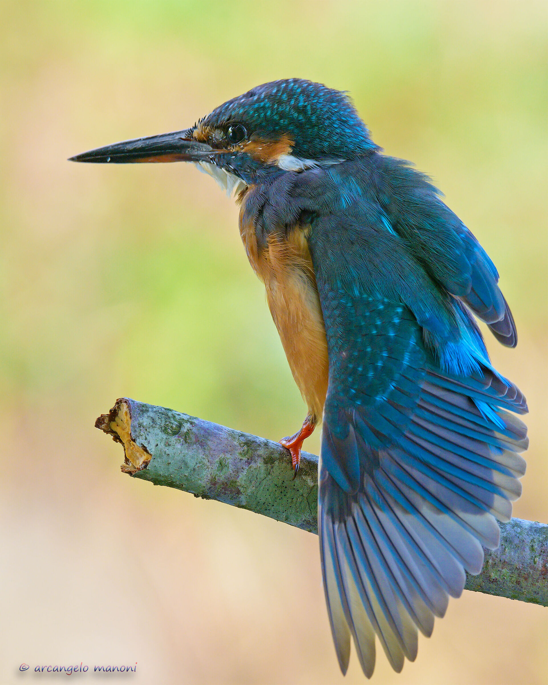 Uffa how hot in September! I would take off my wings!