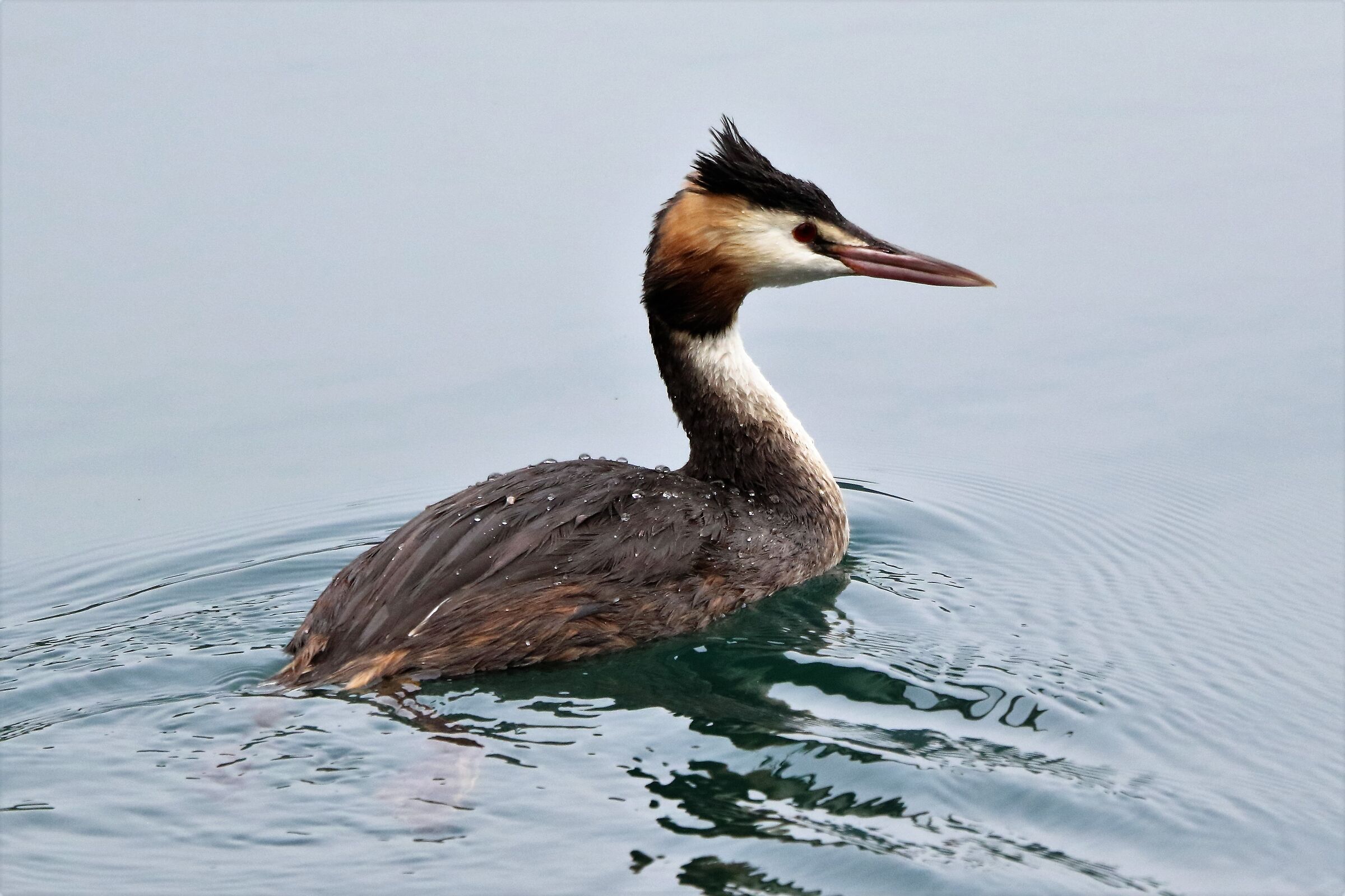Grebe