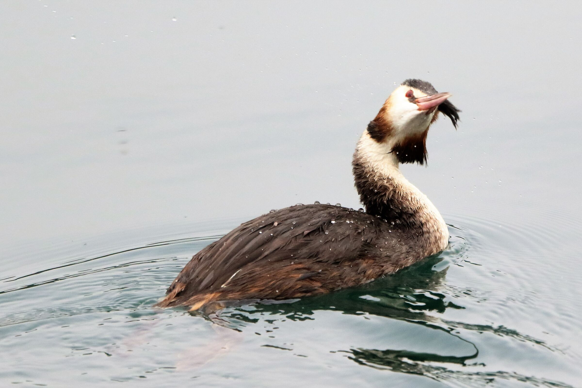 Grebe