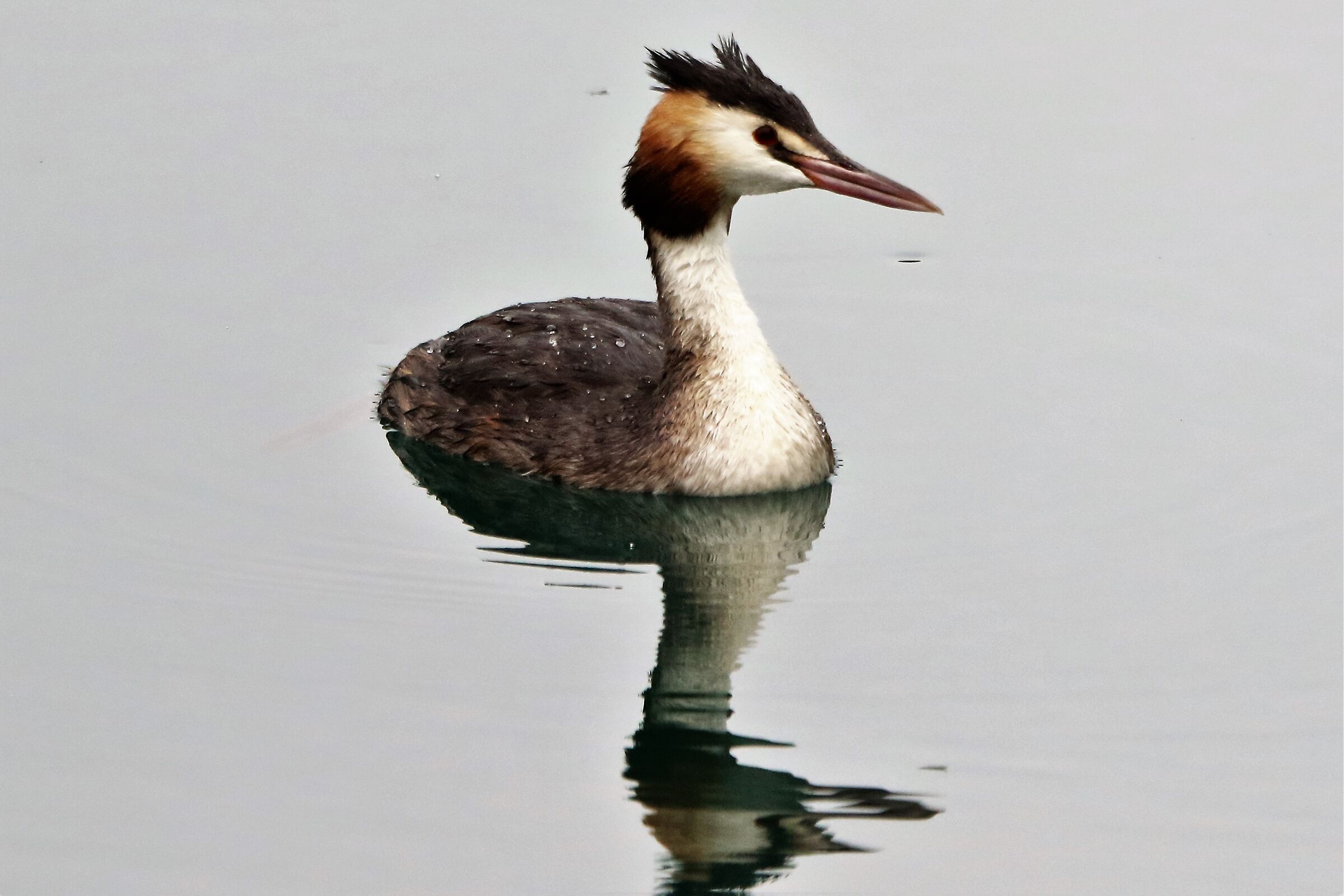 grebe