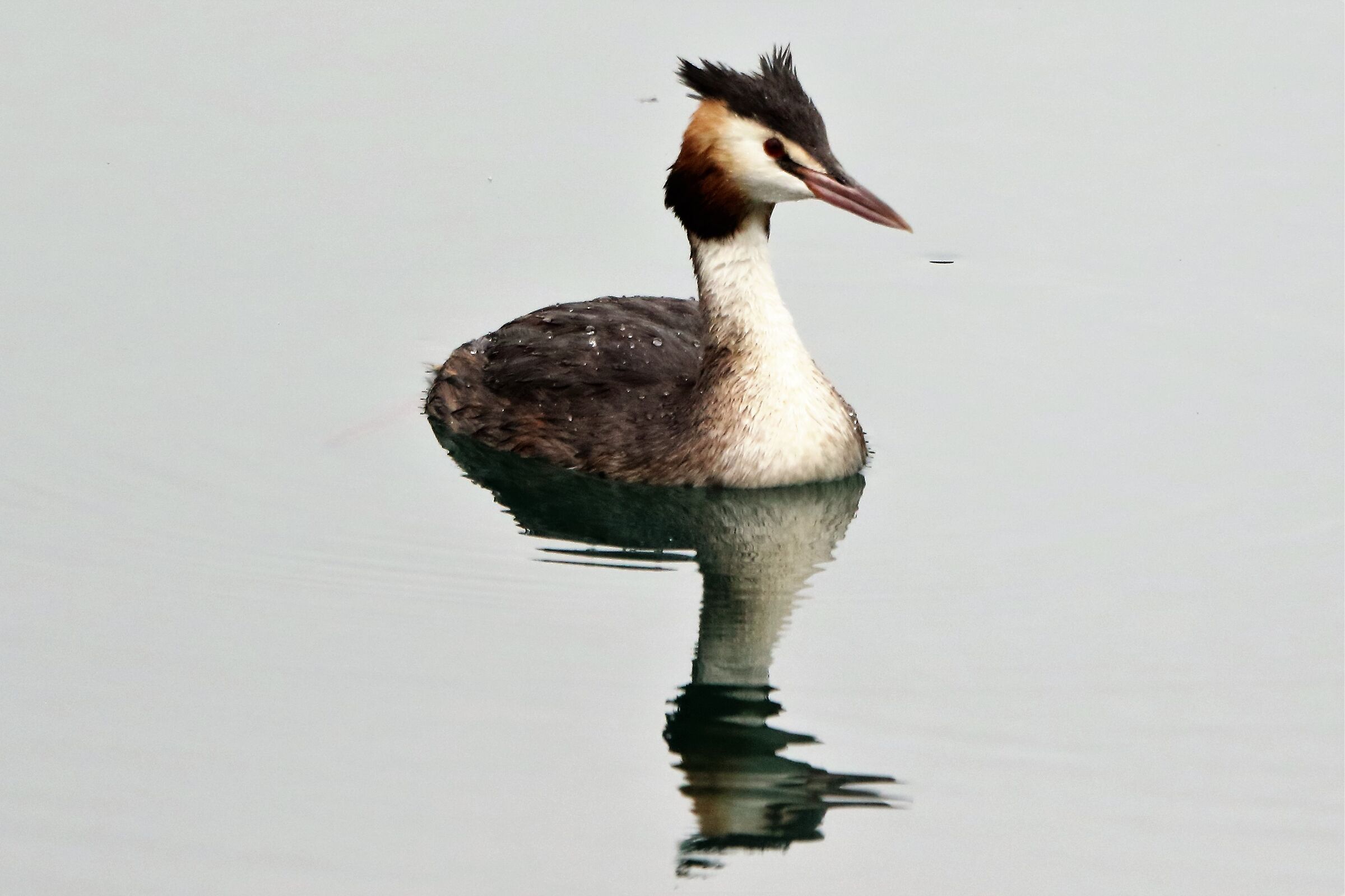 grebe