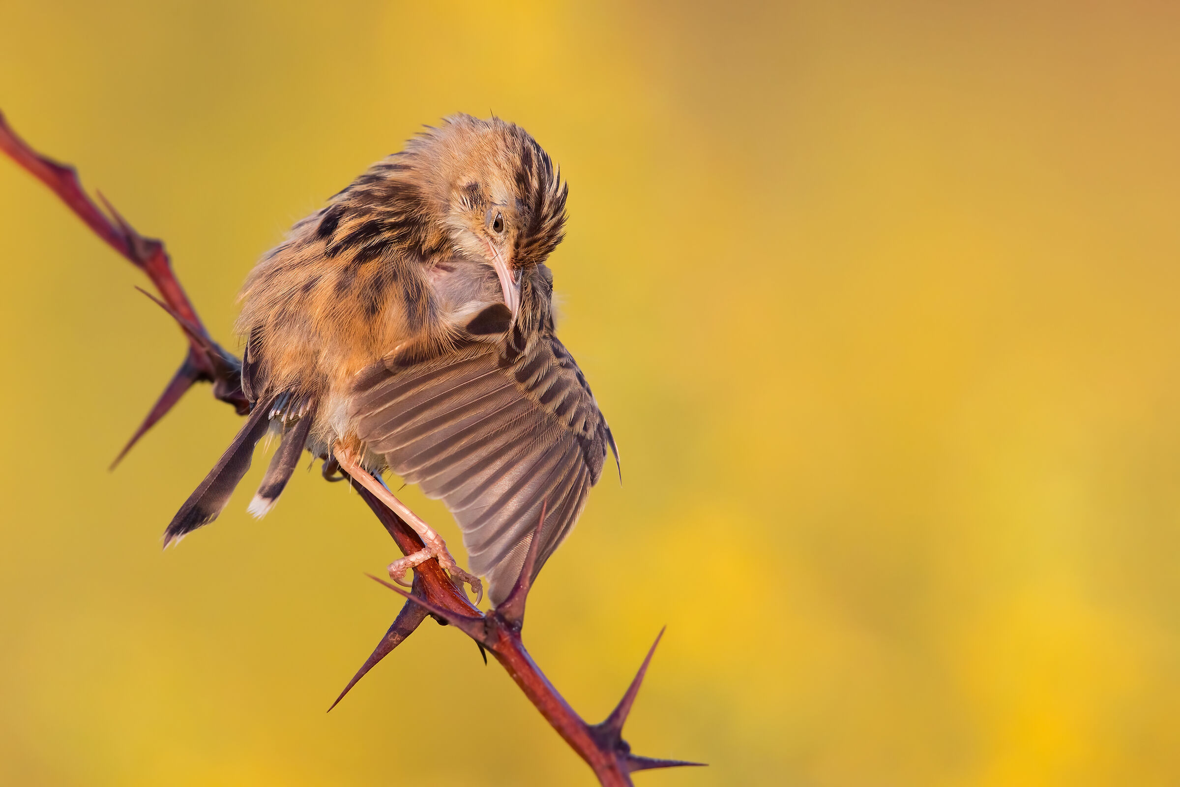 Morning cleaning (beccamoschino)