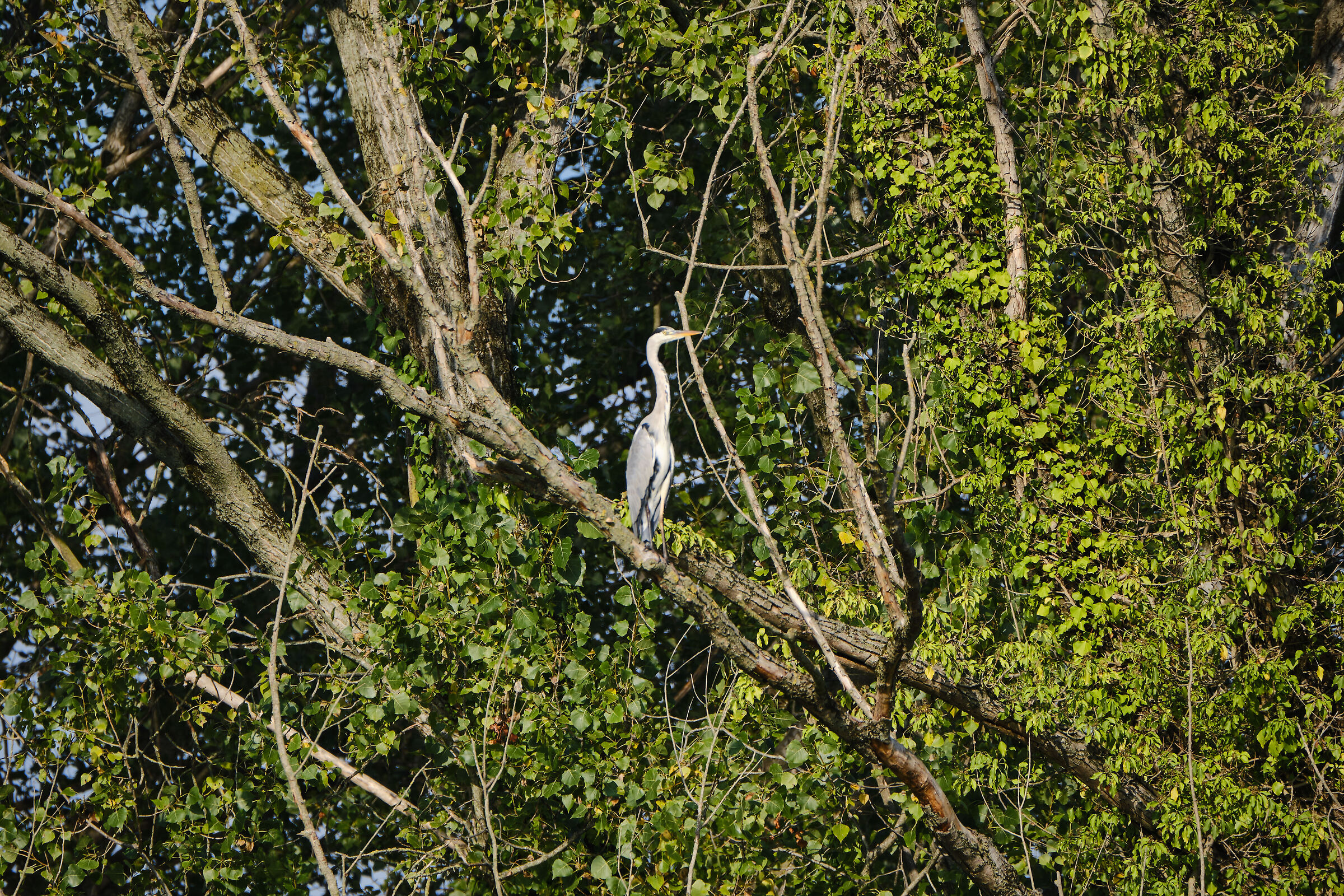 gray heron